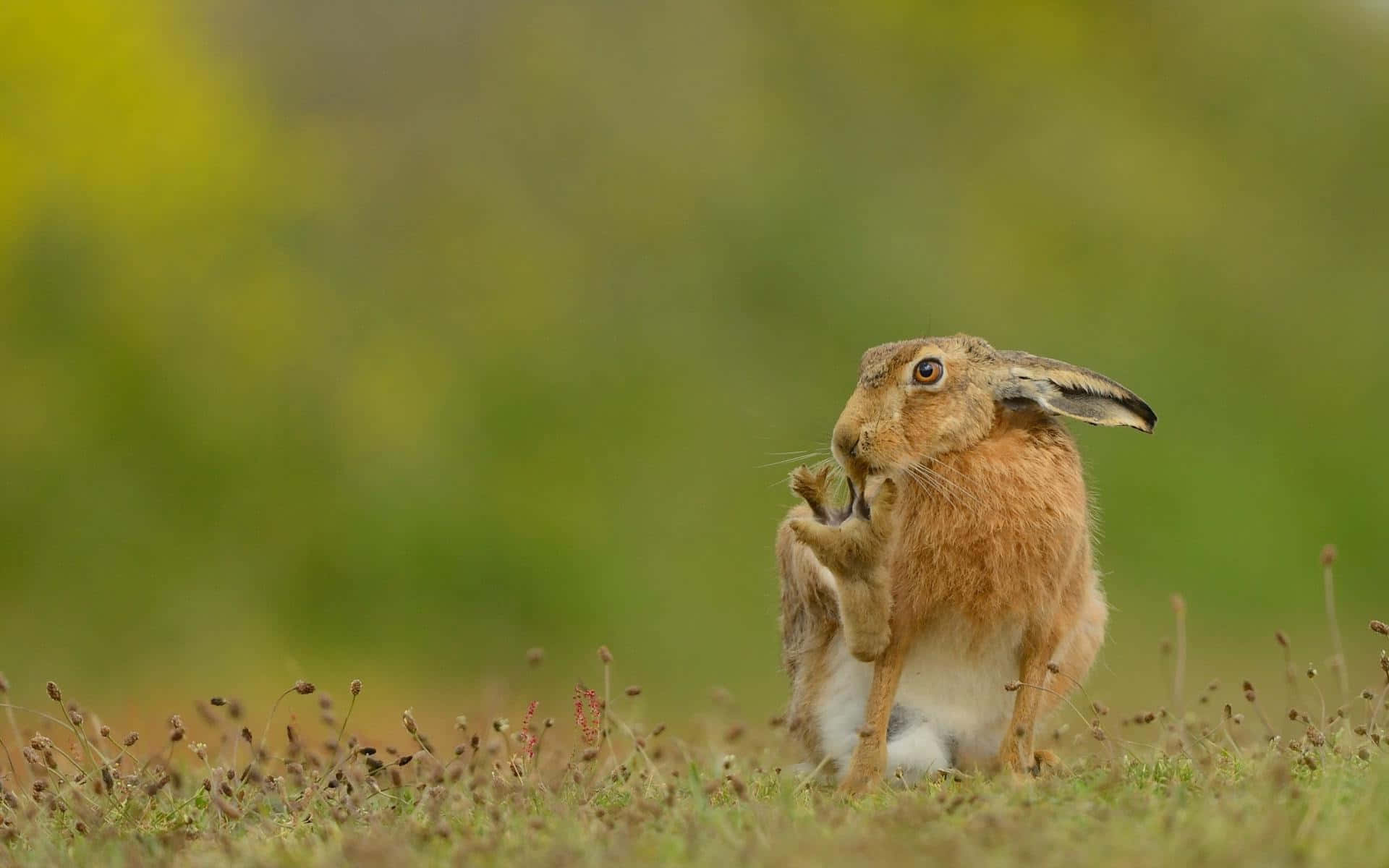Brown Hare Groomingin Field.jpg Wallpaper