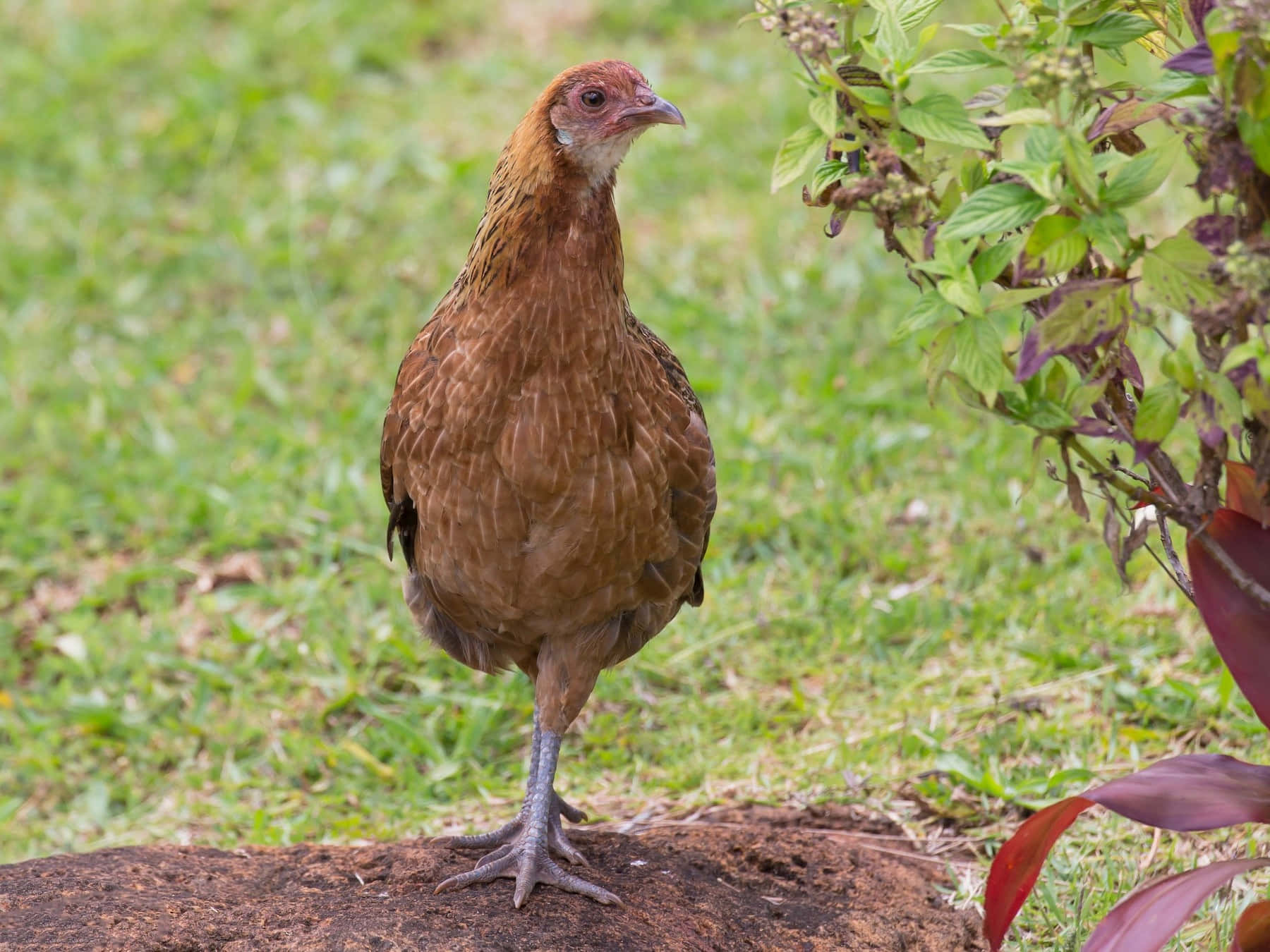 Brown Hen Outdoors.jpg Wallpaper