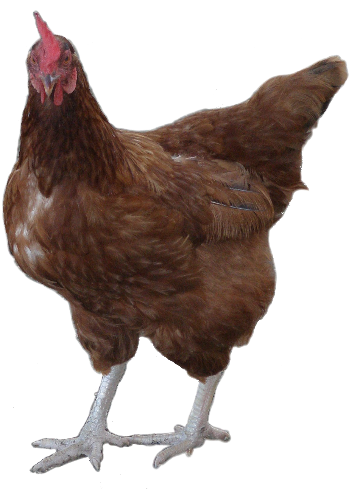 Brown Hen Standing Transparent Background PNG