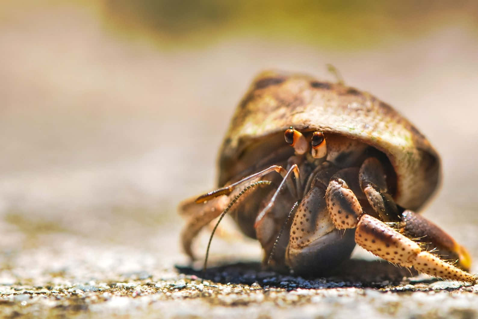 Brown Hermit Crab Close Up Wallpaper