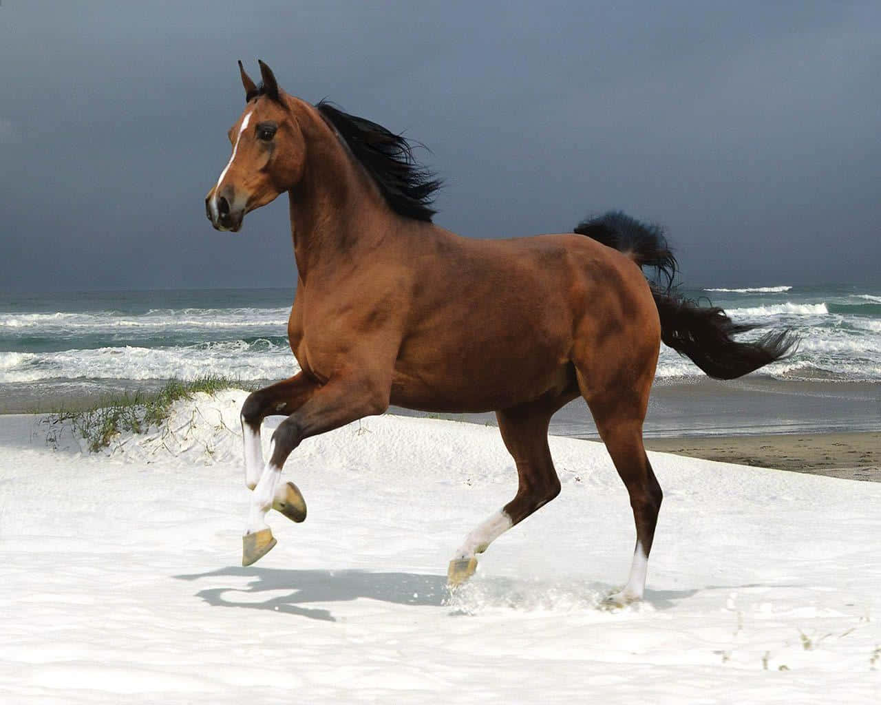 Majestic Brown Horse Galloping in Nature Wallpaper