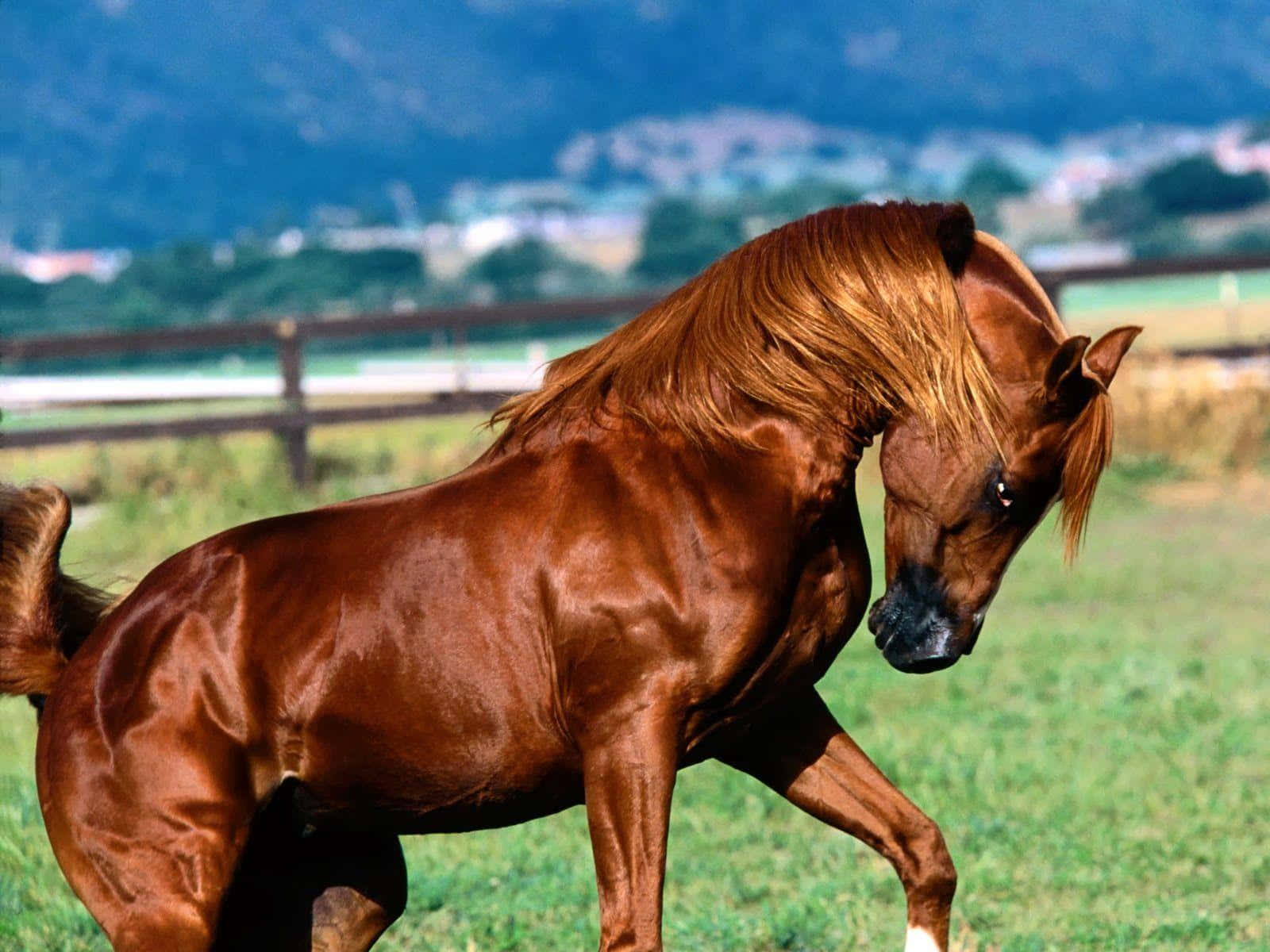 Stunning Brown Horse in a Meadow Wallpaper