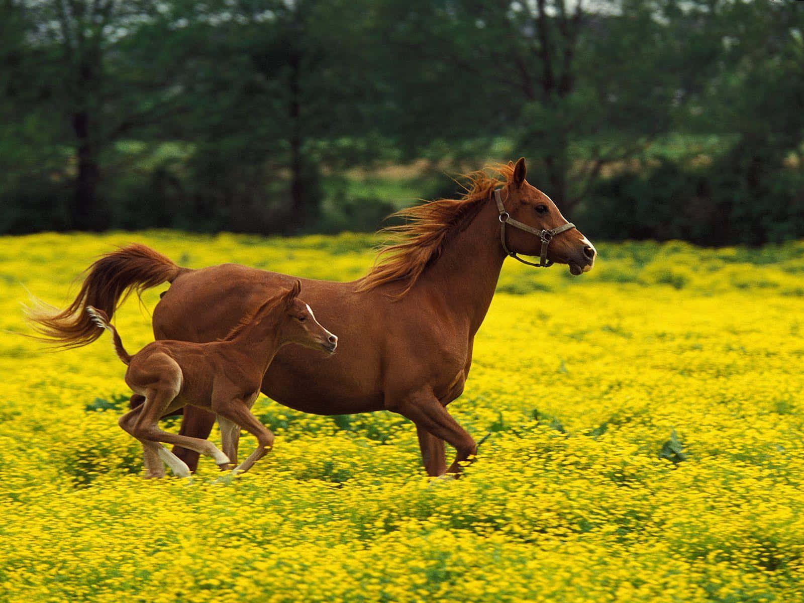 Majestic Brown Horse galloping in nature Wallpaper