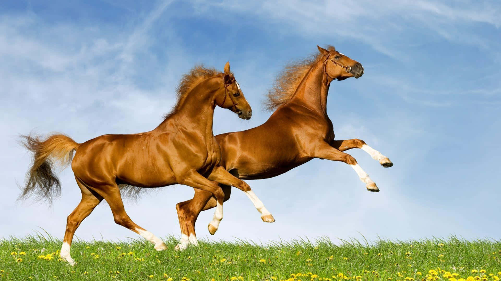 Majestic Brown Horse in Nature Wallpaper