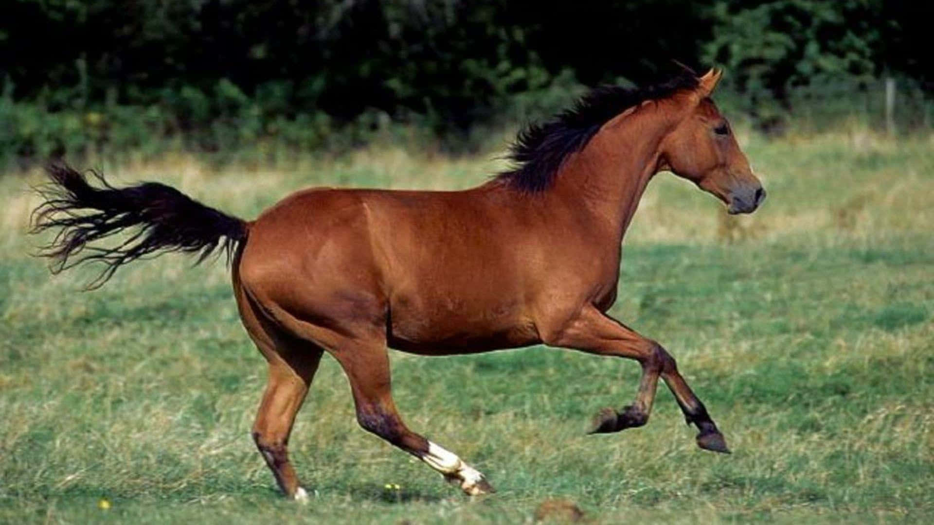 Majestic Brown Horse Galloping Wallpaper