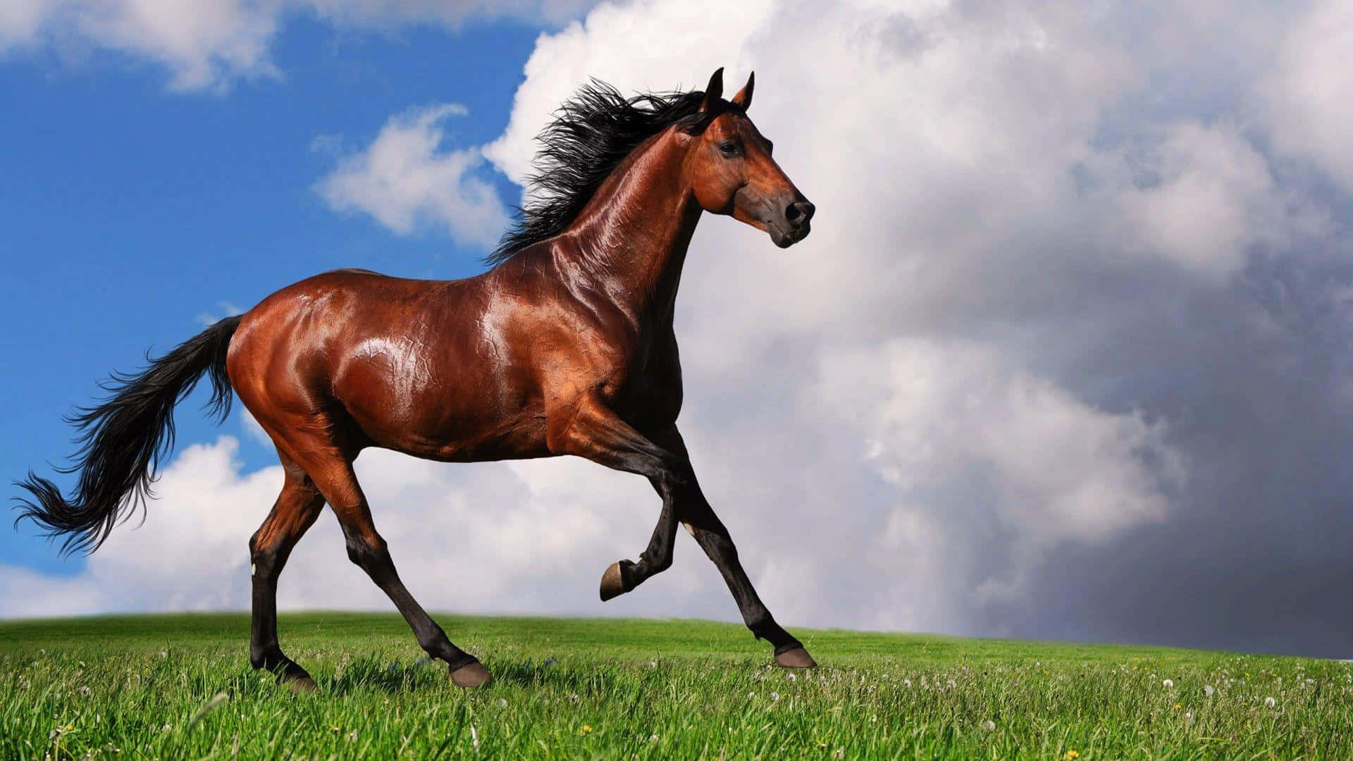 Stunning Brown Horse Galloping in a Green Meadow Wallpaper