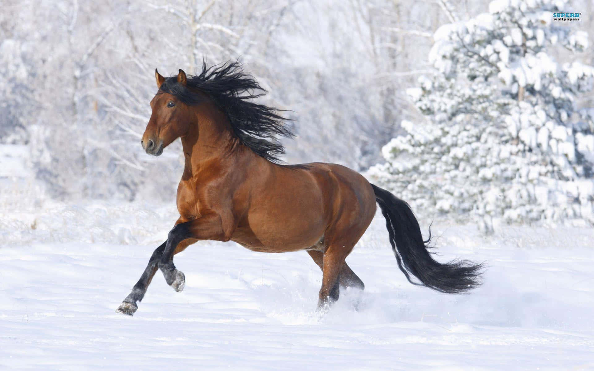 Majestic Brown Horse Galloping in Nature Wallpaper
