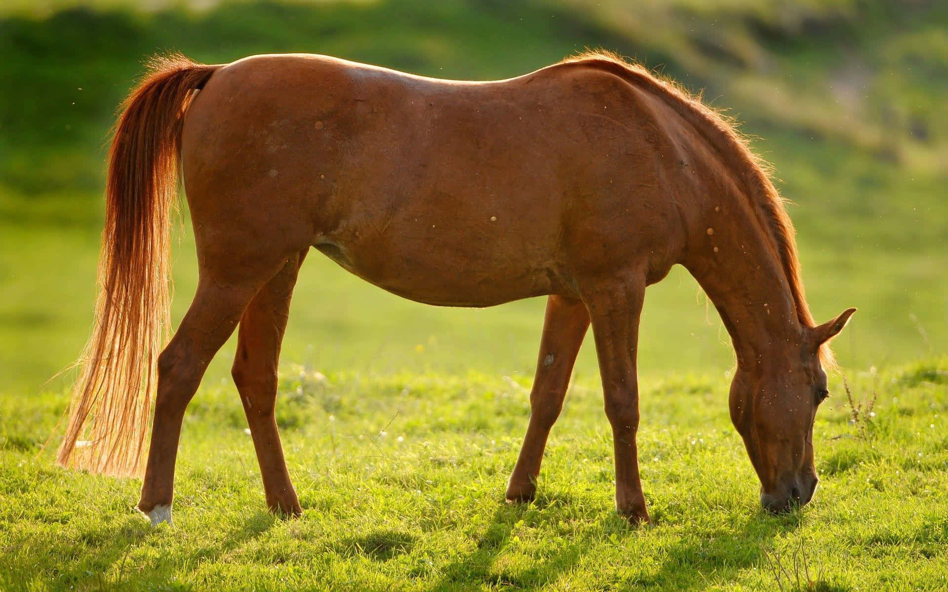 Majestic Brown Horse in the Wild Wallpaper