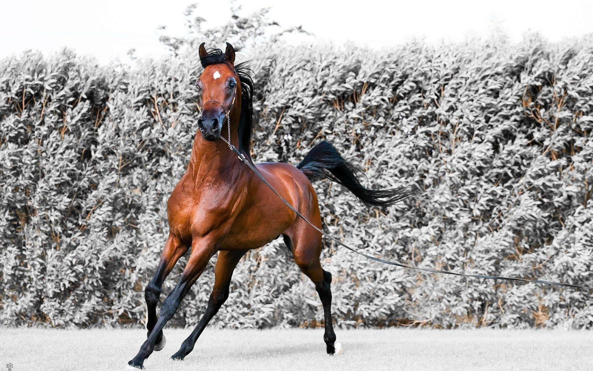 Majestic Brown Horse Galloping in the Field Wallpaper
