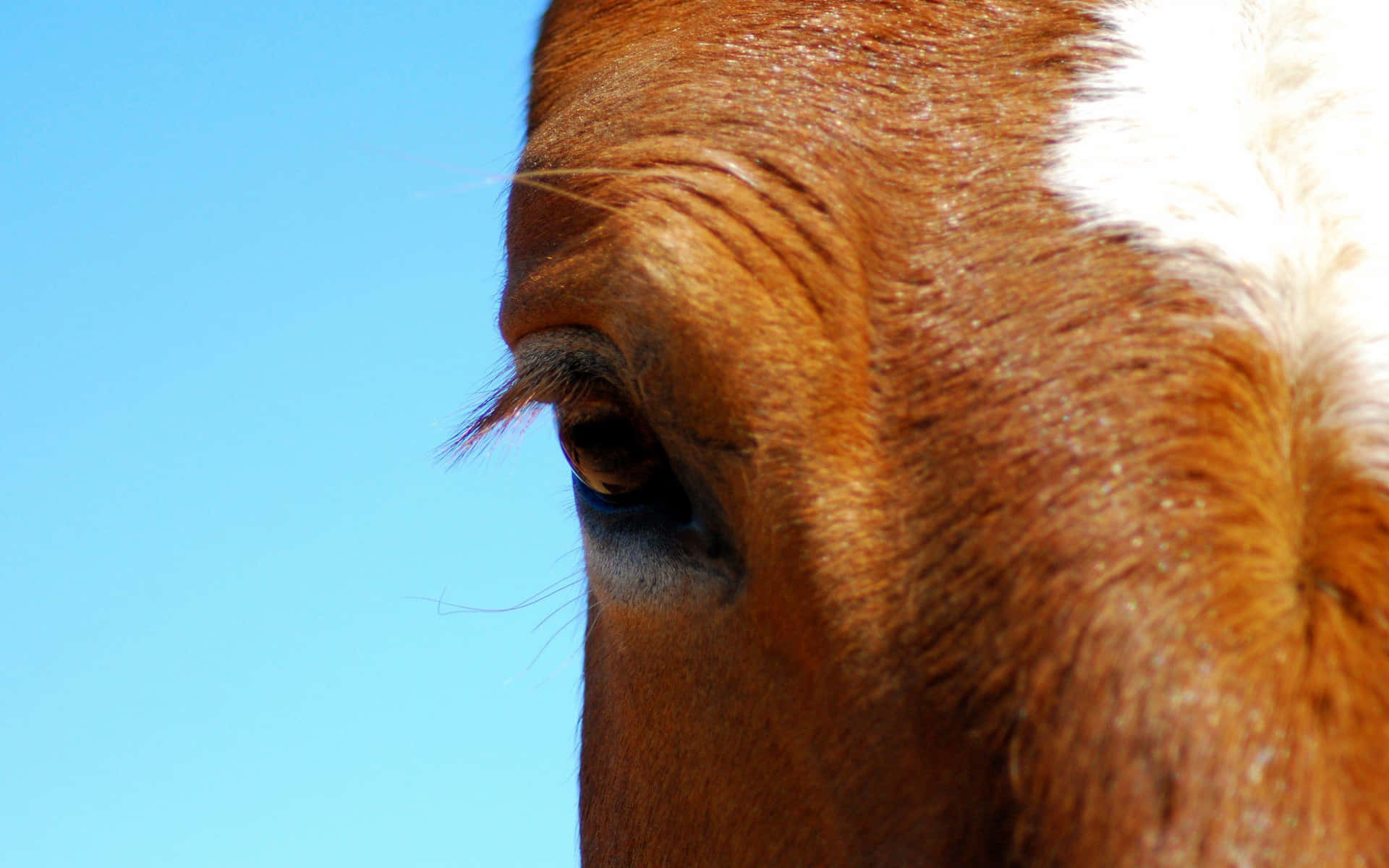 Majestic Brown Horse in Open Field Wallpaper