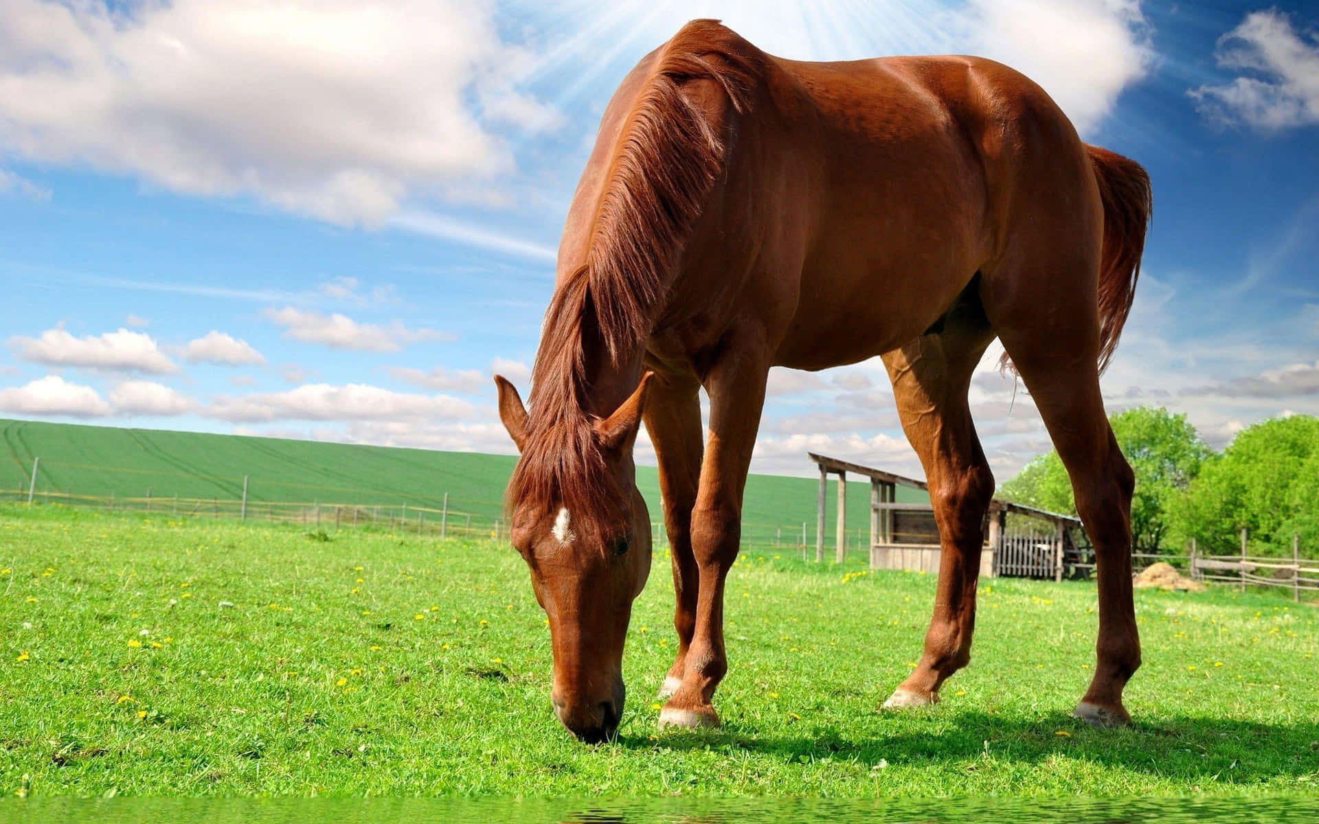 Majestic Brown Horse Galloping in the Green Meadow Wallpaper