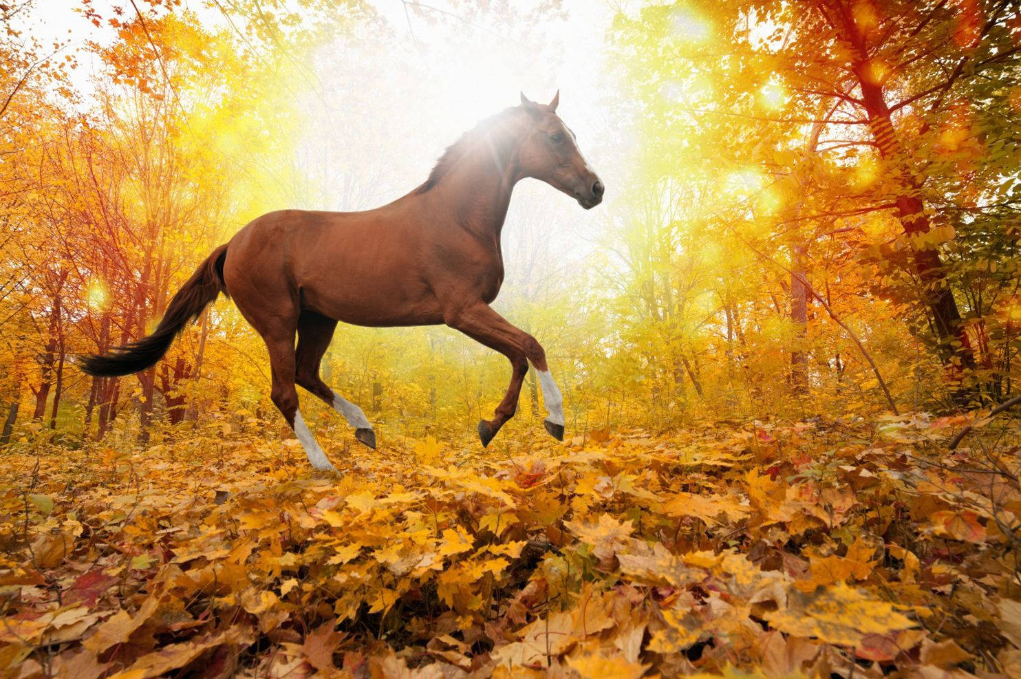 Brown Horse Animal Poster Wallpaper