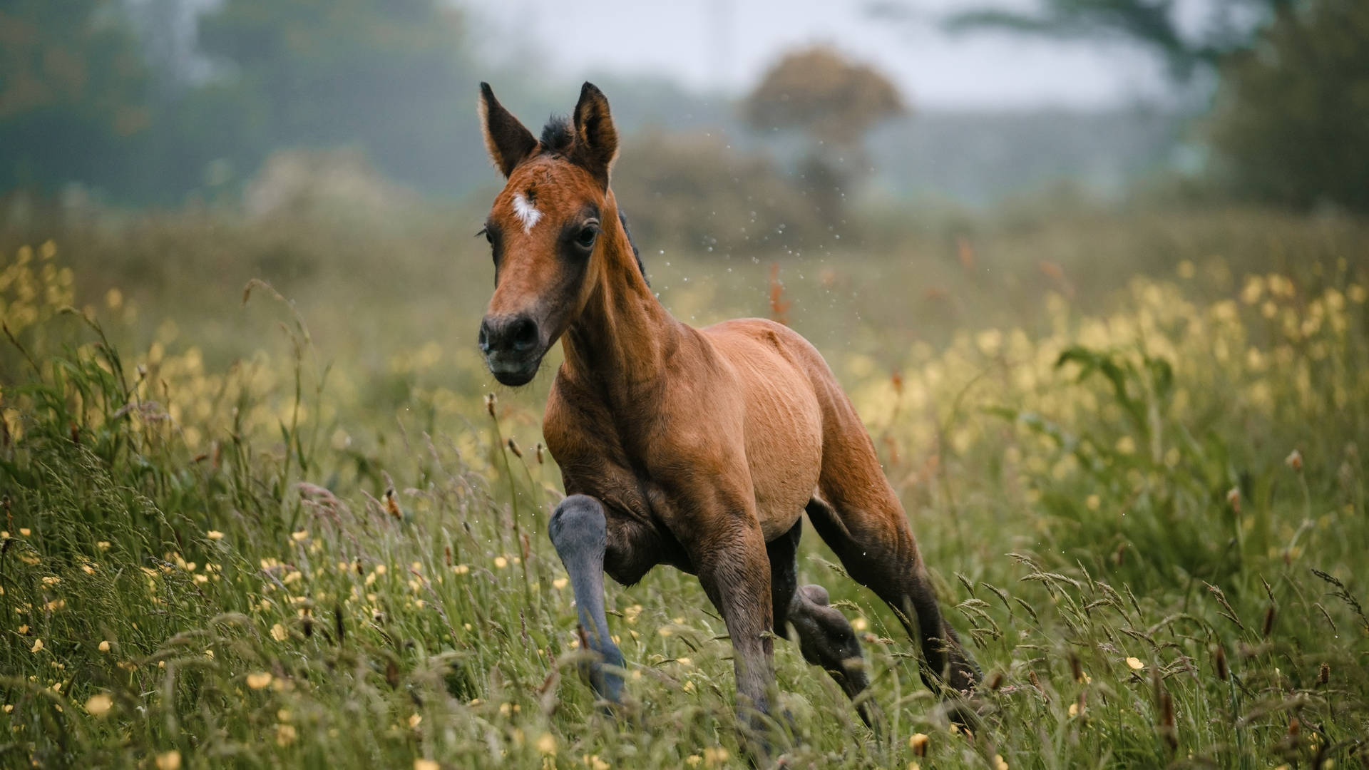 Brown Horse Foal Galloping In Buttercup Field Wallpaper