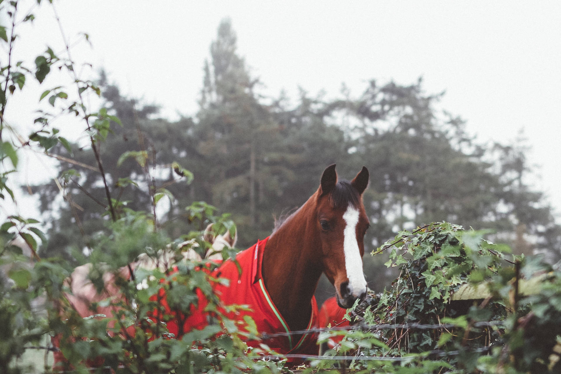 Image  A Spectacular Brown Horse in a Red Suit Wallpaper