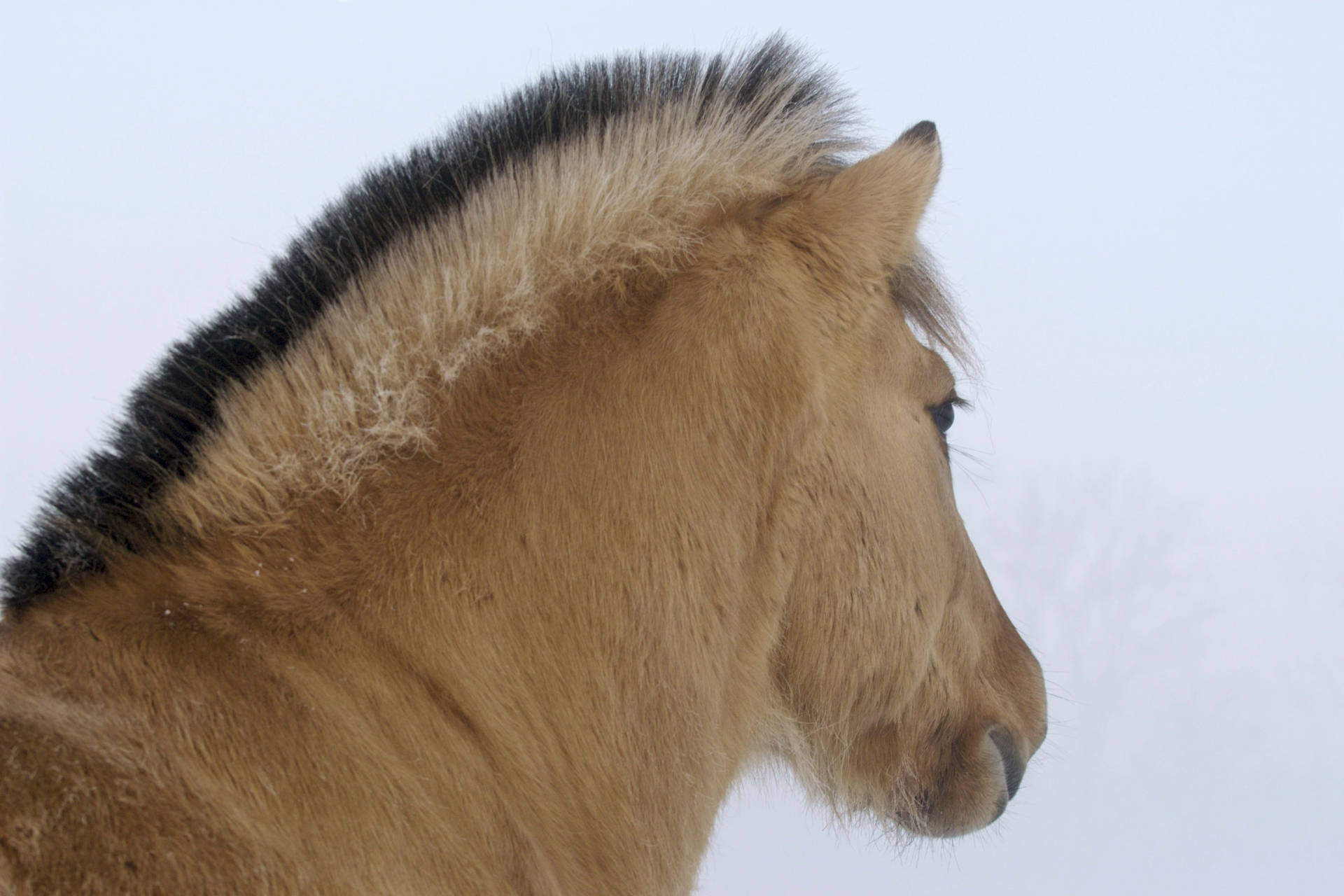 Brown Horse Enjoying The Winter Wallpaper