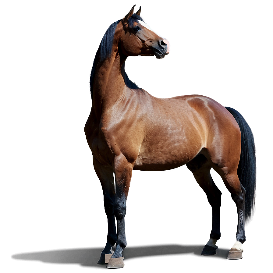 Brown Horse Png Ama PNG