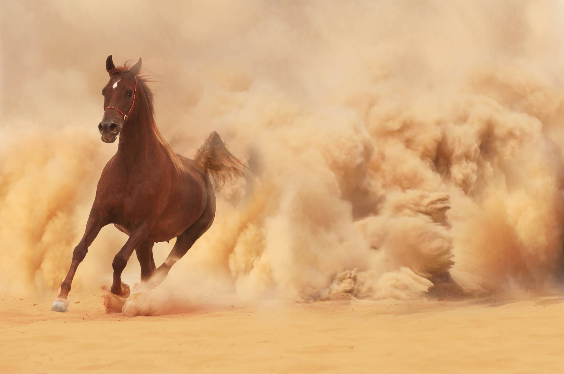 Brown Horse Running In The Desert Wallpaper