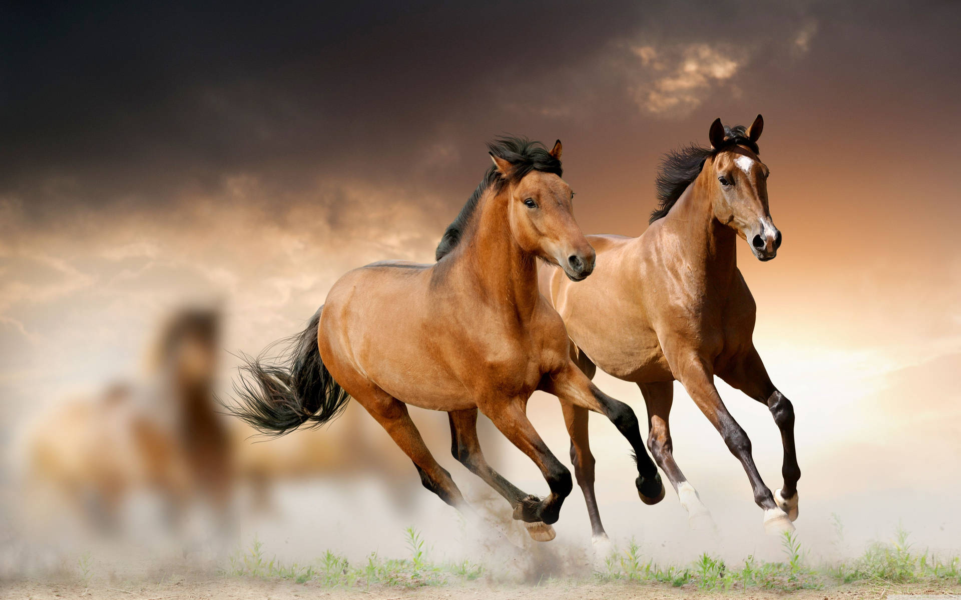 Three Brown Horses Galloping Through a Sunset Wallpaper