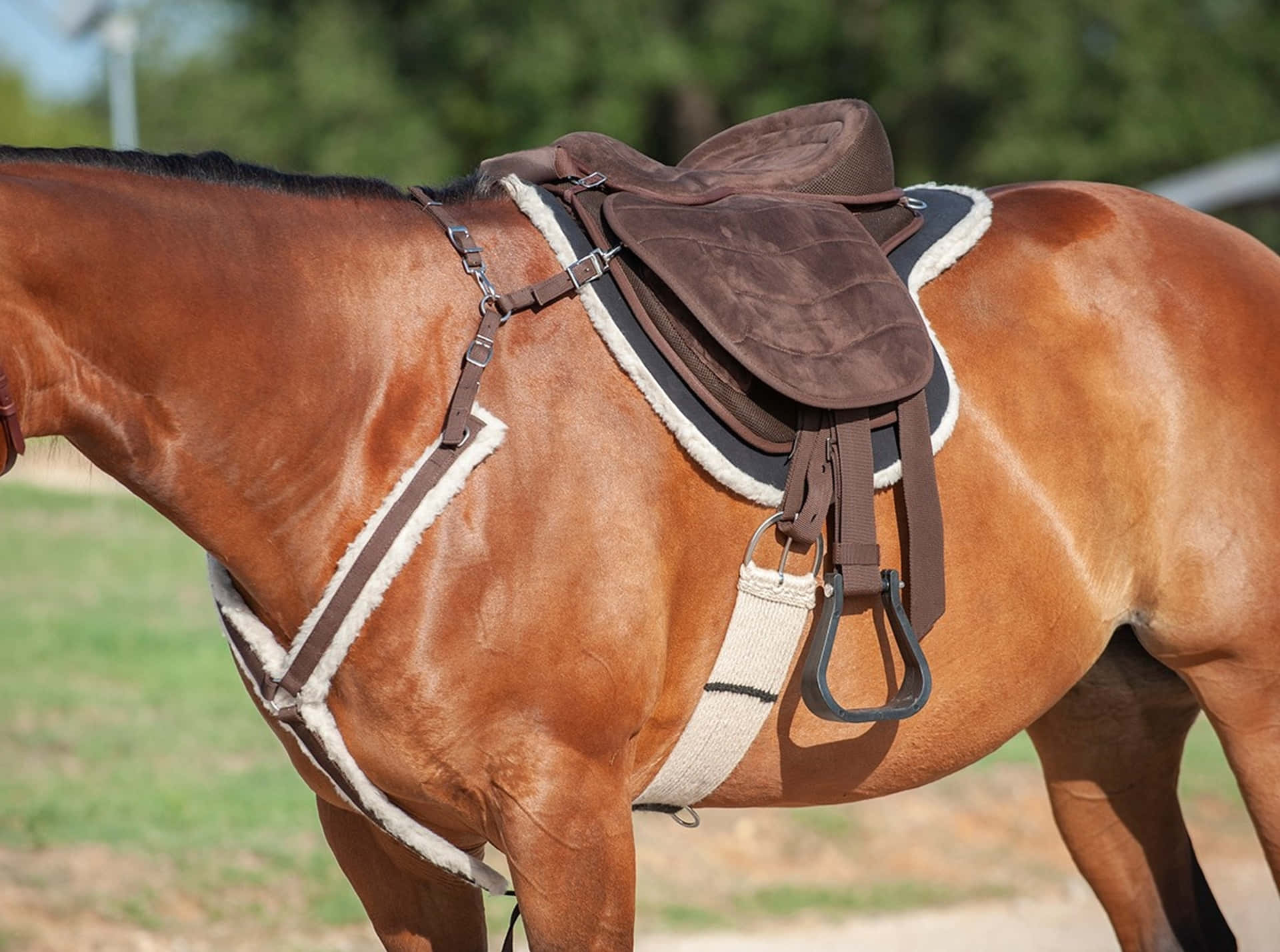 Bruin Paard Met Zadel Achtergrond