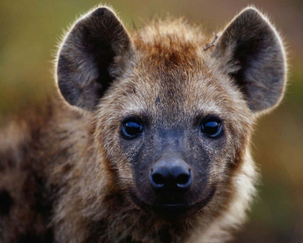 Majestic Brown Hyena in the Wild Wallpaper