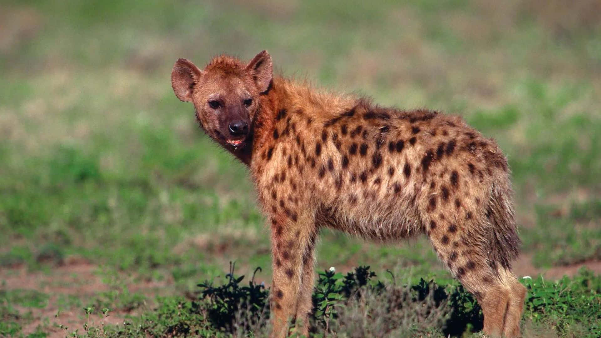Captivating Brown Hyena in its Natural Habitat Wallpaper