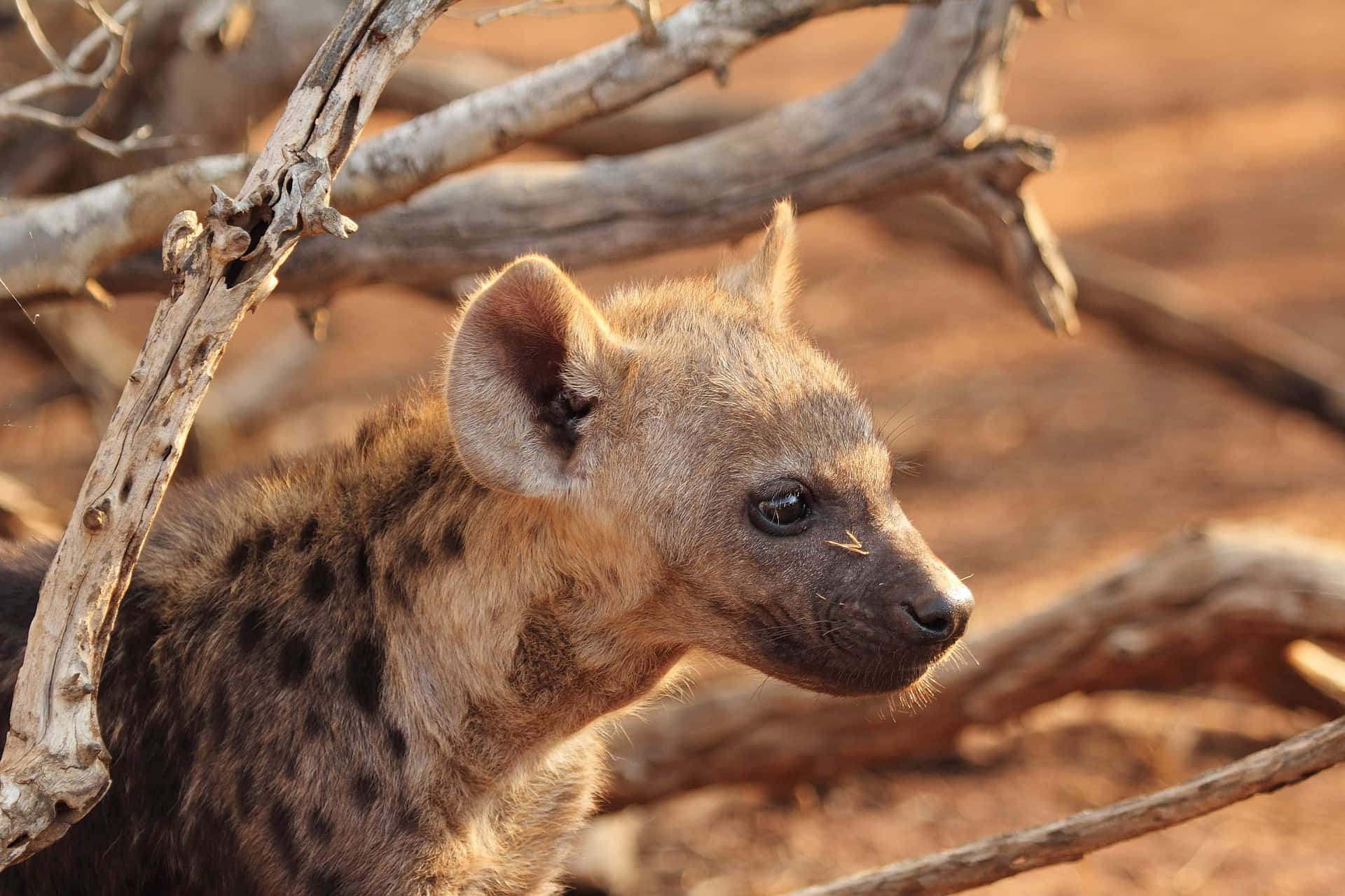 Majestic Brown Hyena roaming the wild landscape Wallpaper