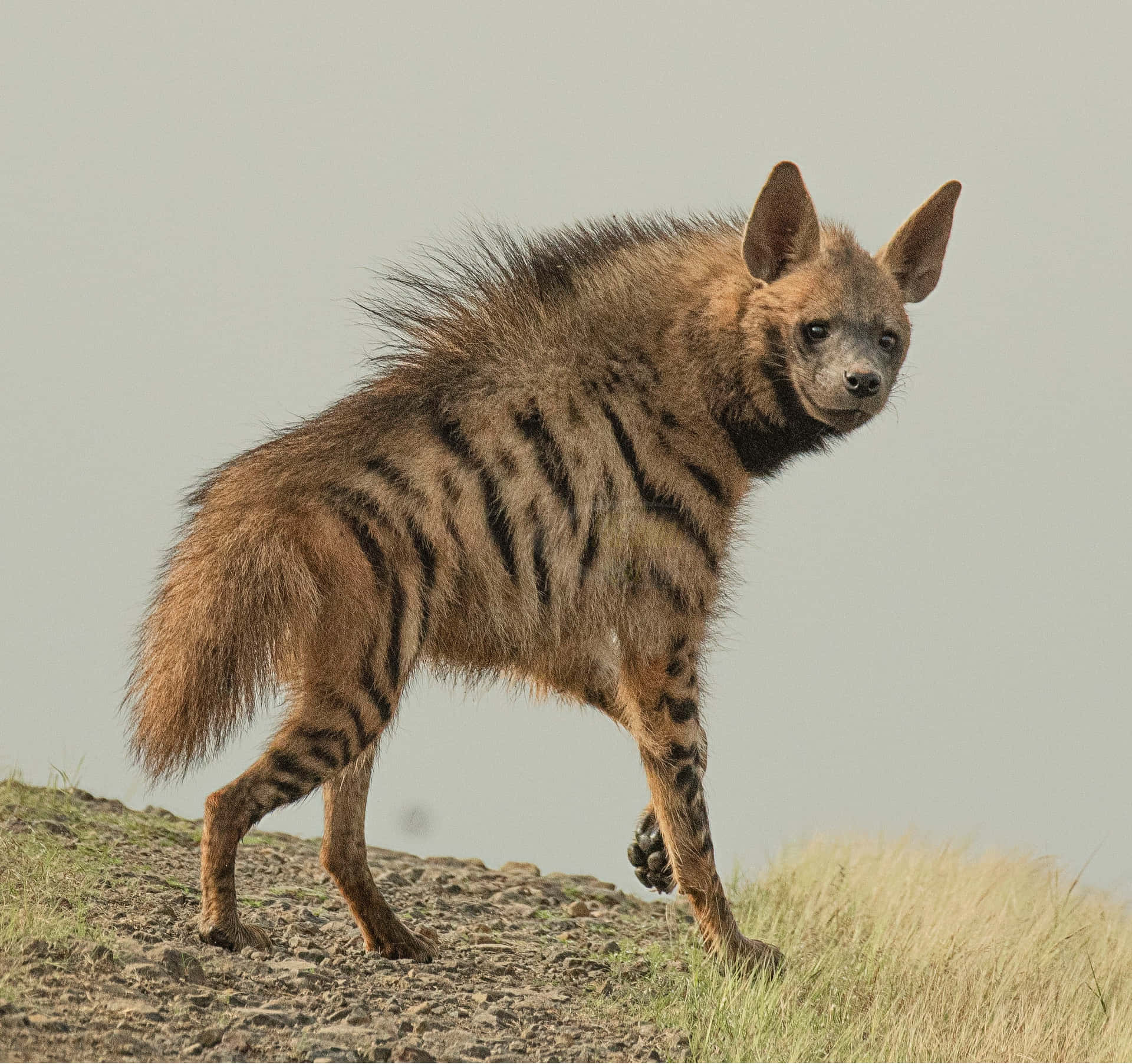 Stunning Brown Hyena in its Natural Habitat Wallpaper