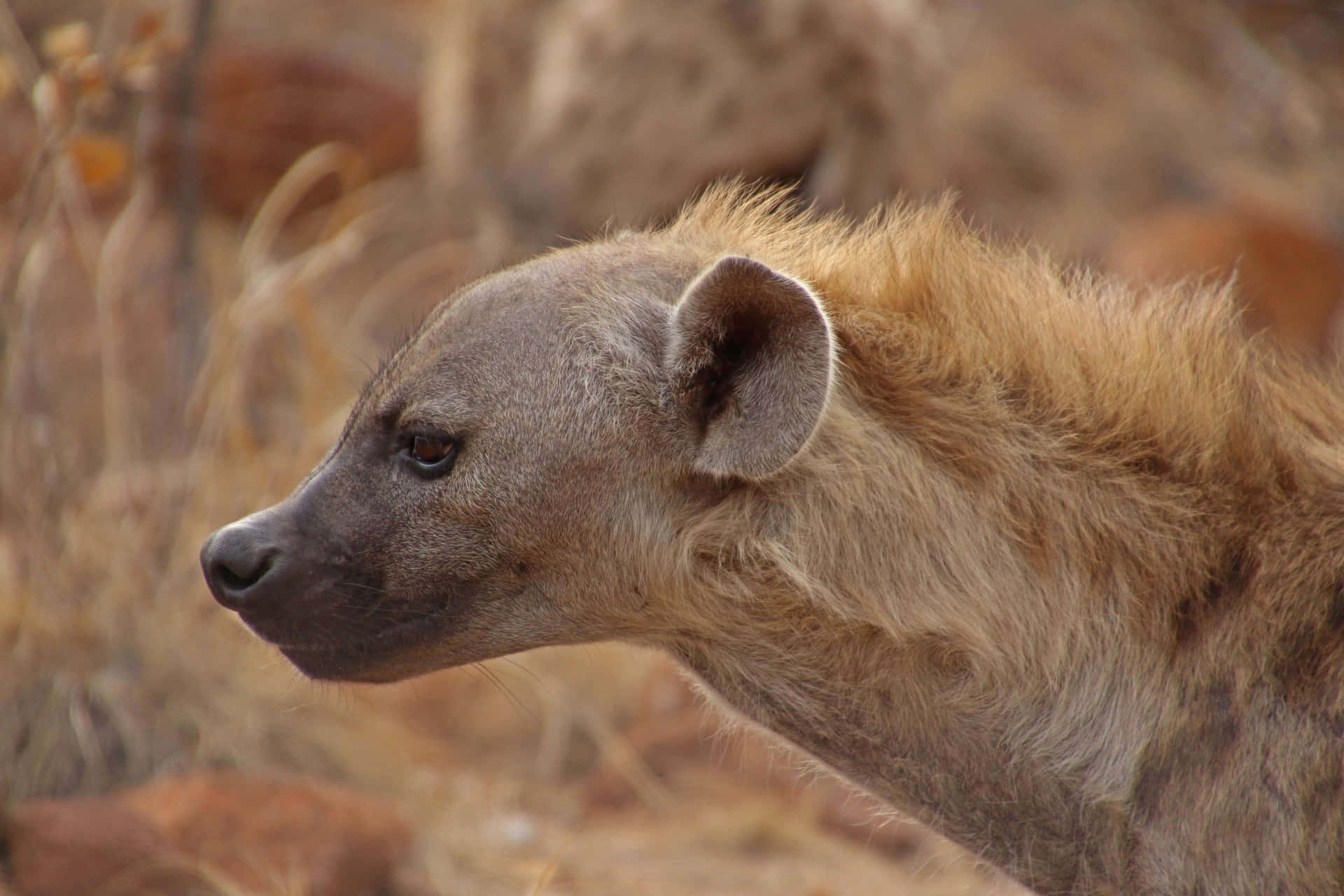 Mysterious Brown Hyena in the Wild Wallpaper