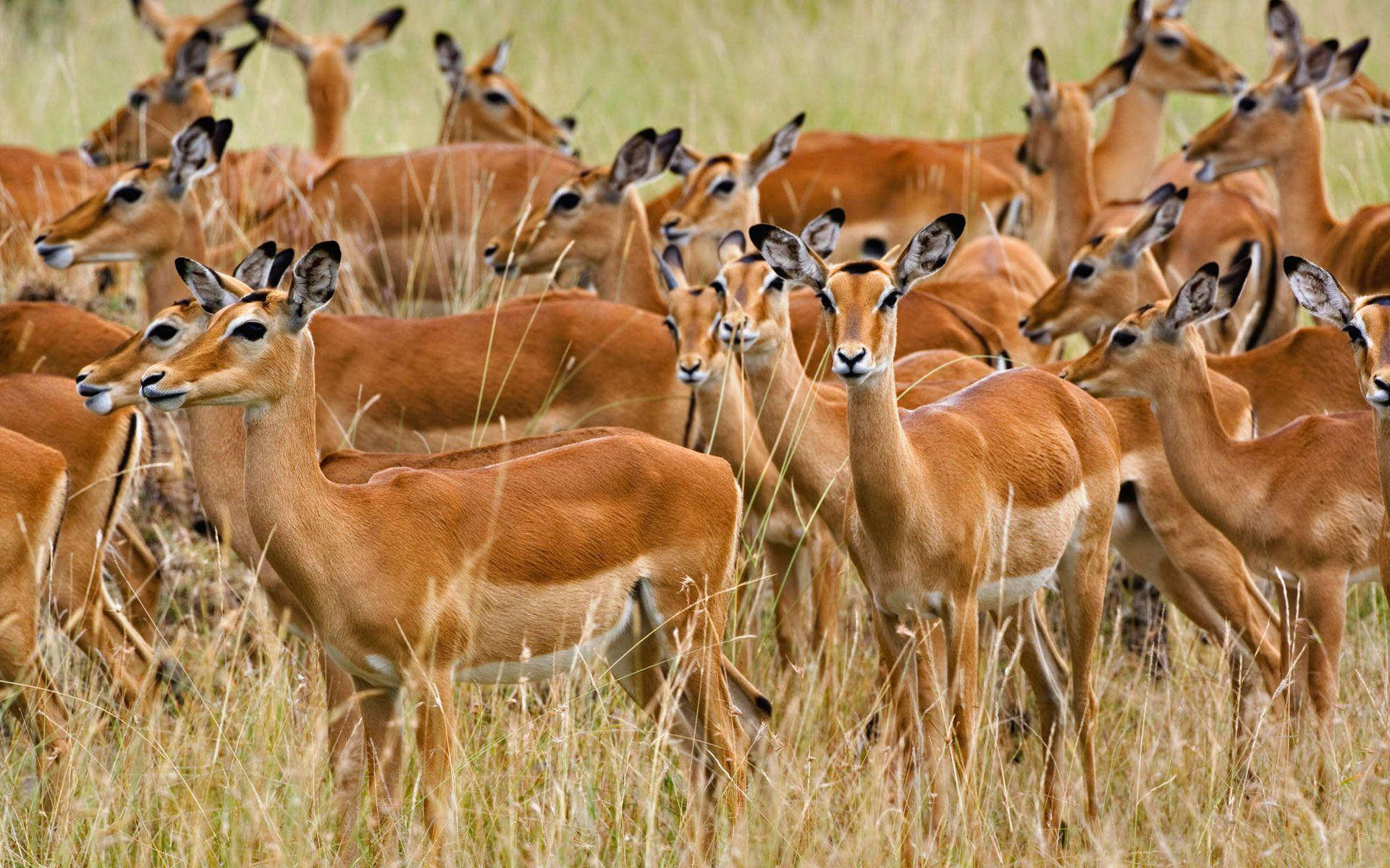 Animalde Impala Marrón En Kenia. Fondo de pantalla