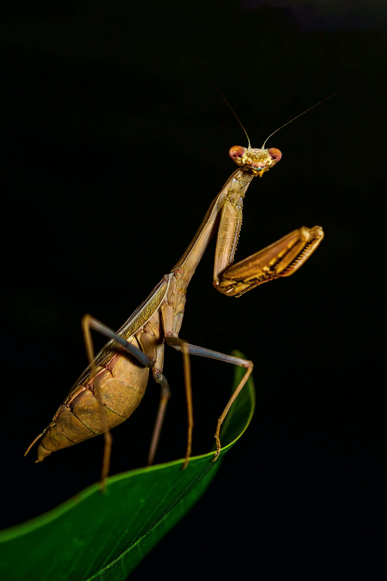 Brune insekter kaldet mantis patruljerer på mørk baggrund. Wallpaper
