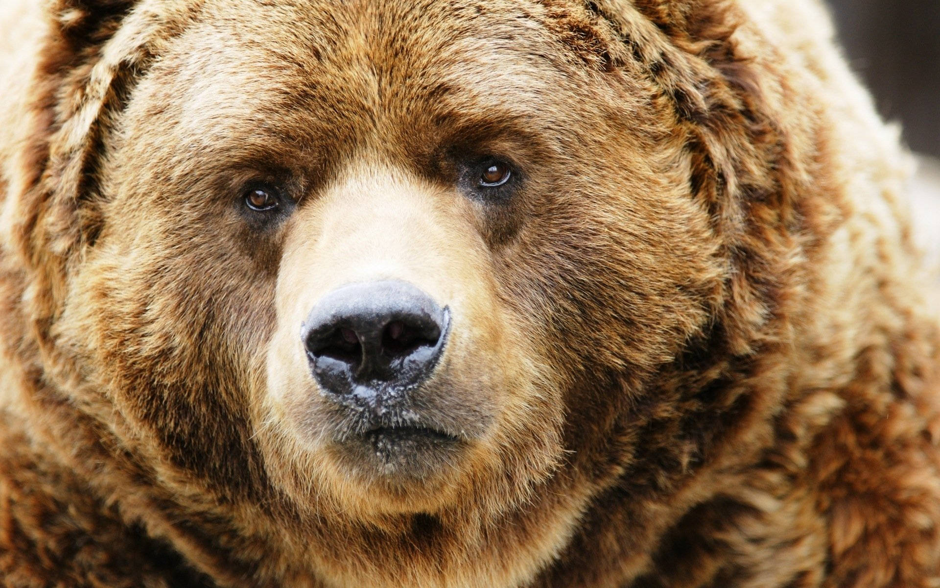 Brown Kodiak Bear