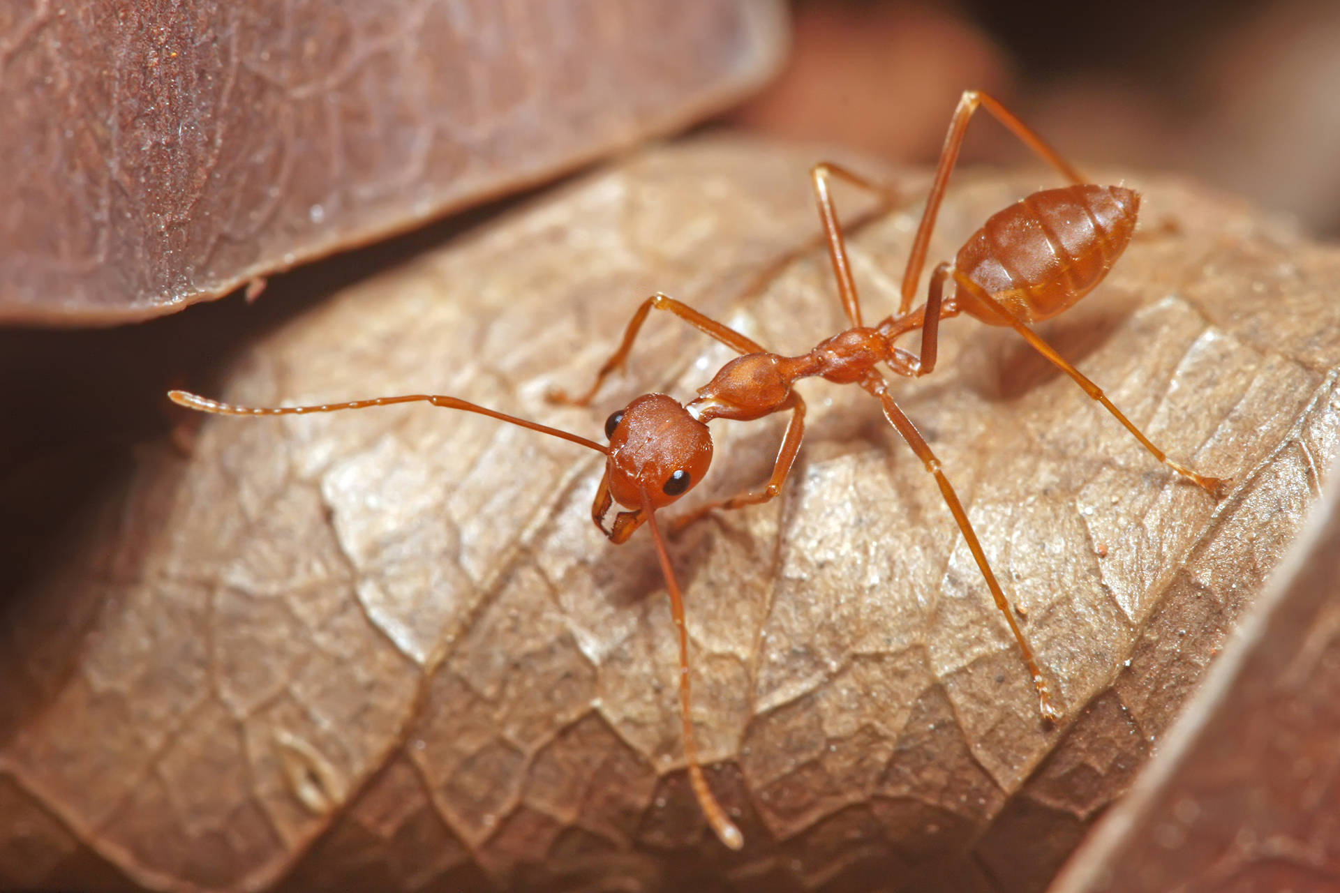 Brown Leaf Ant Wallpaper
