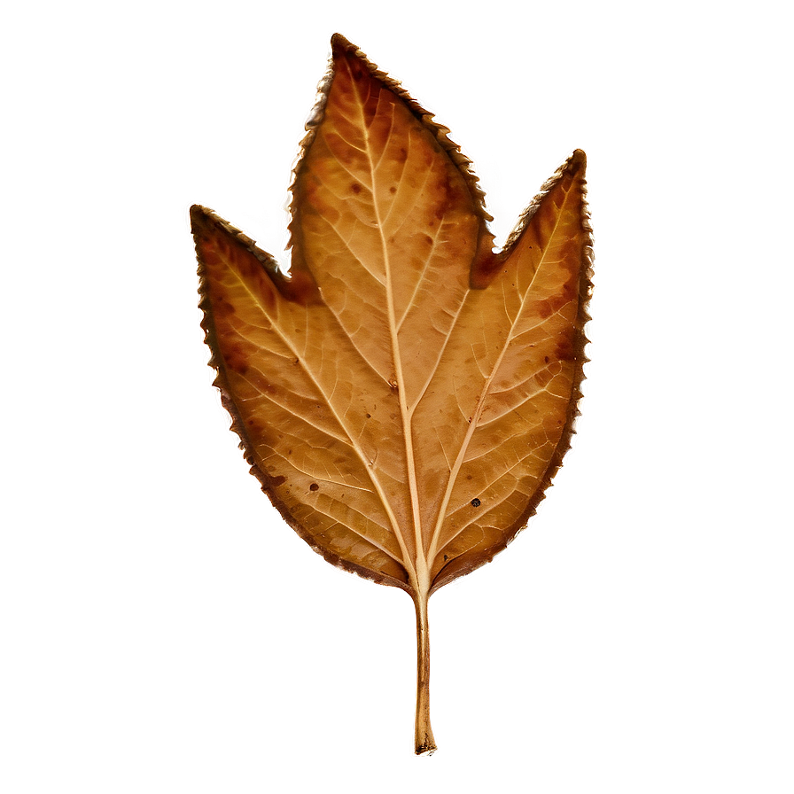 Brown Leaf Png 8 PNG