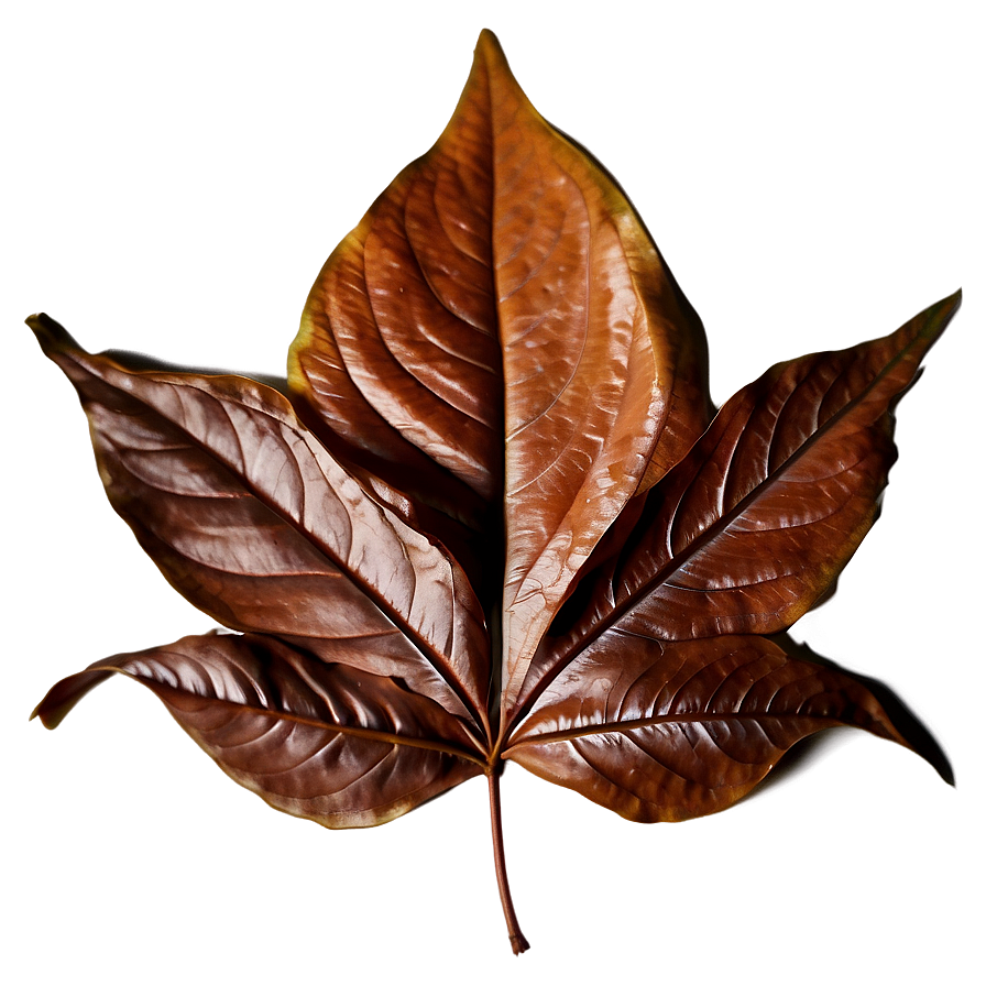Brown Leaf Png Crn5 PNG