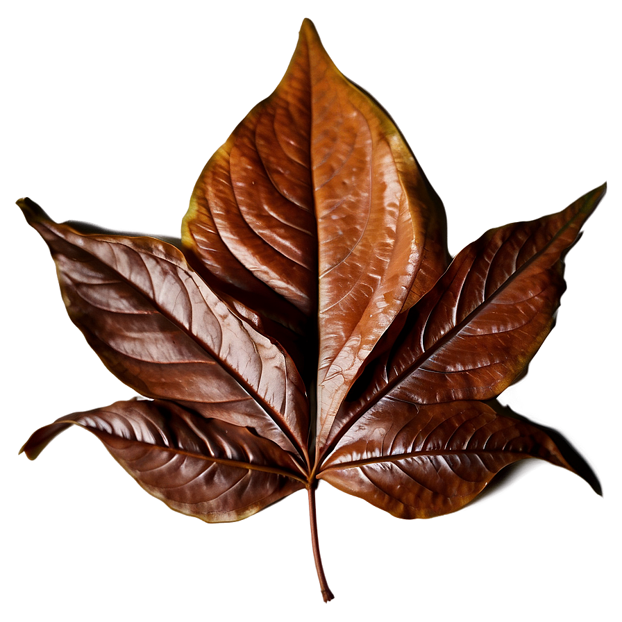 Download Brown Leaf Png Crn5 | Wallpapers.com