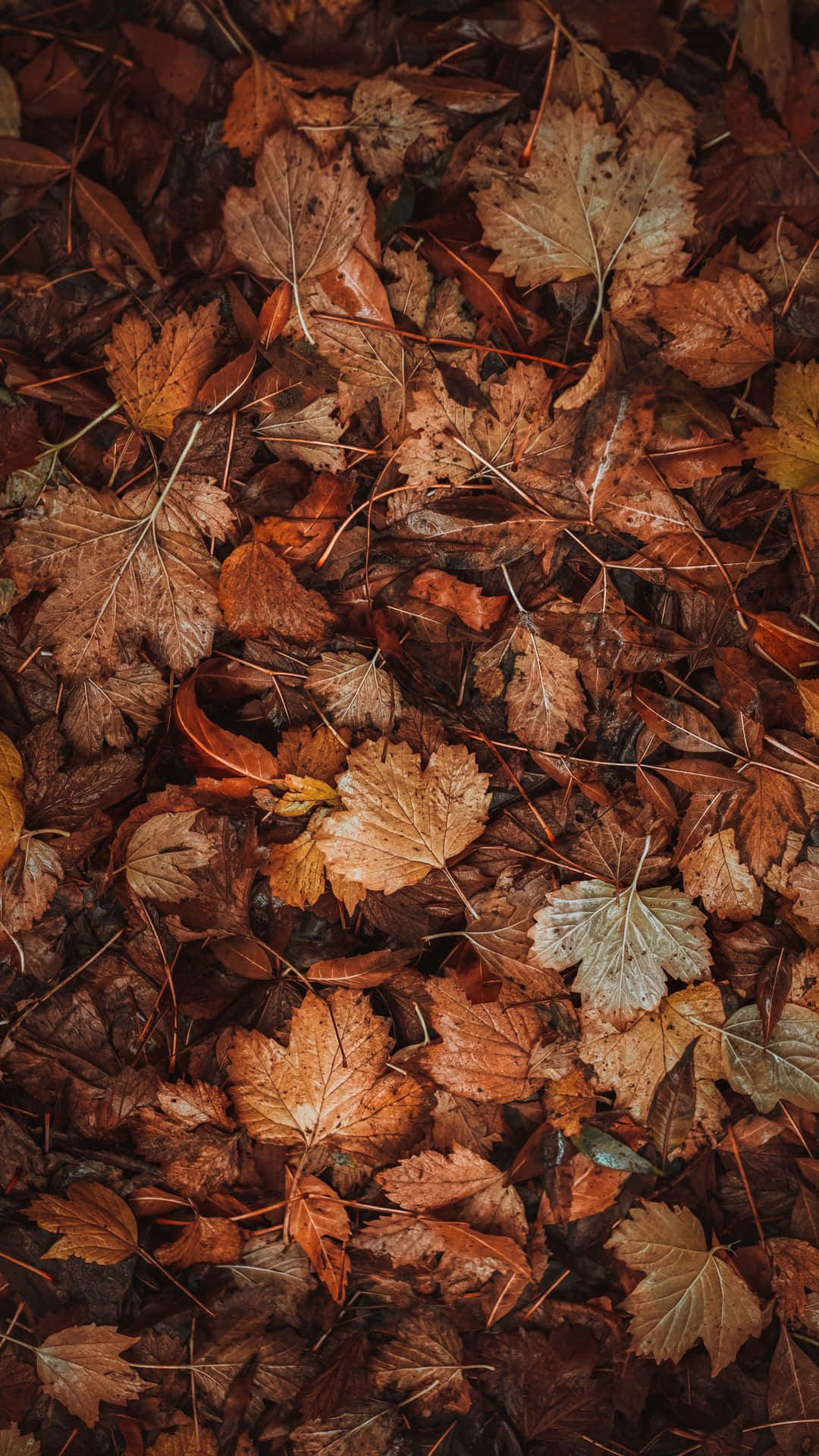 Crisp Fall Leaves on the Ground Wallpaper