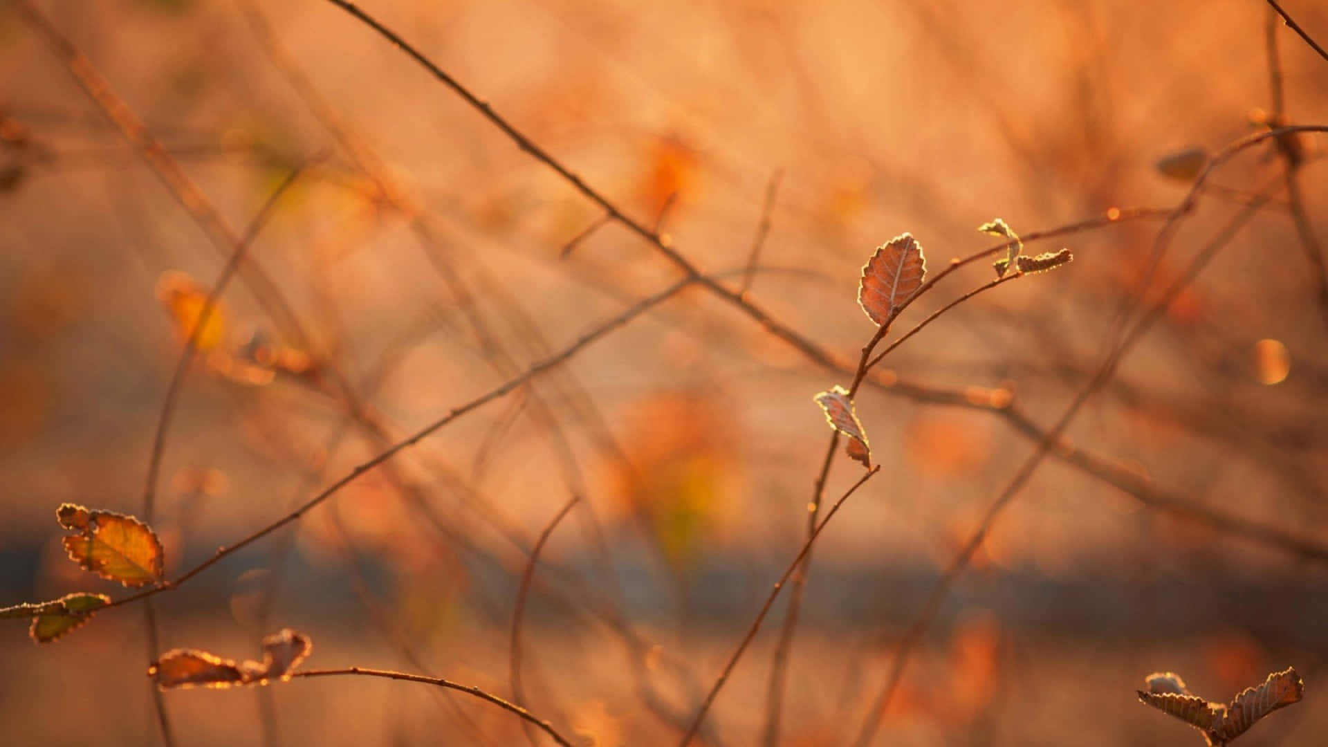 Beautiful Brown Leaves in Autumn Wallpaper
