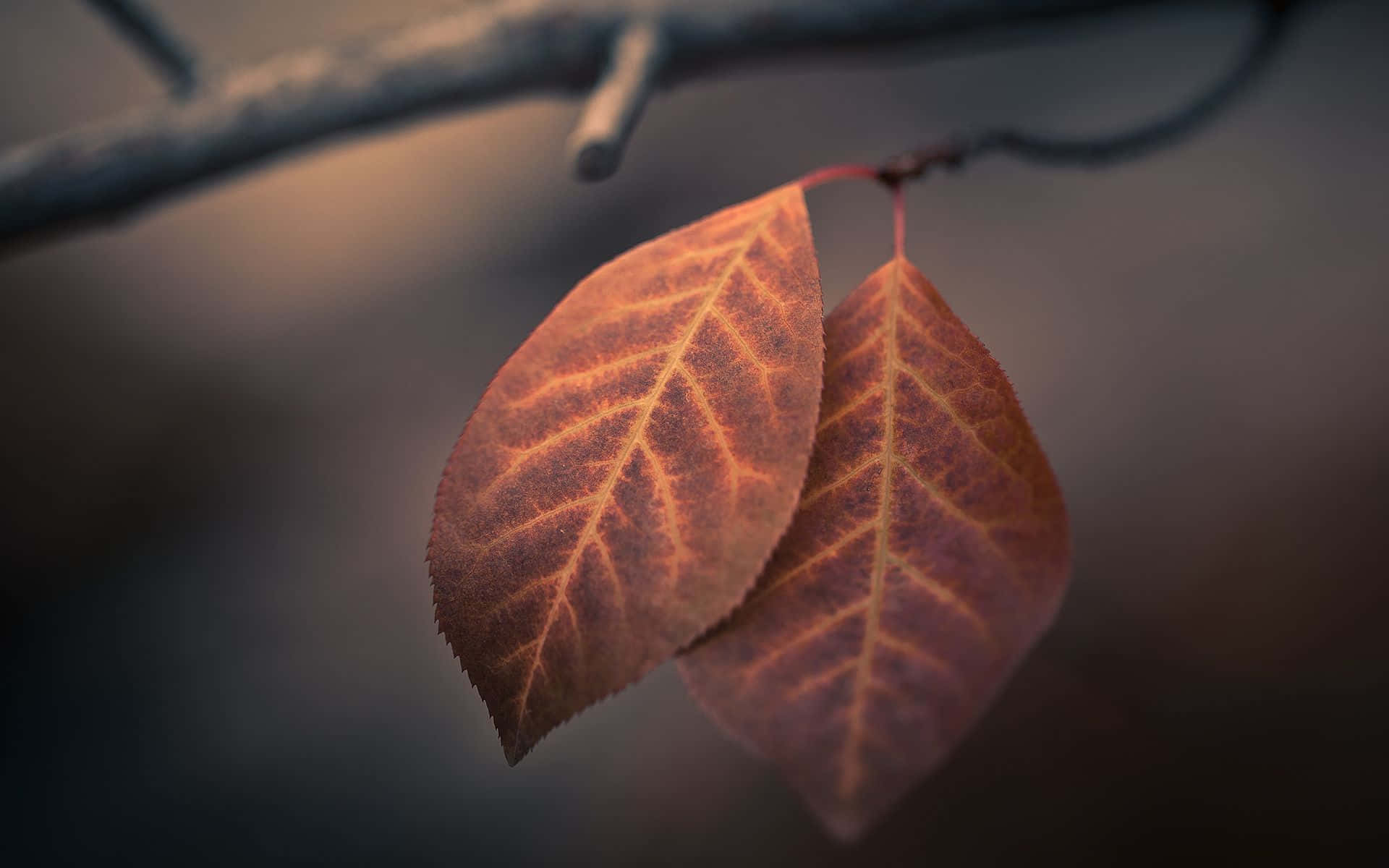 Brown Leaves on an Autumn Day Wallpaper