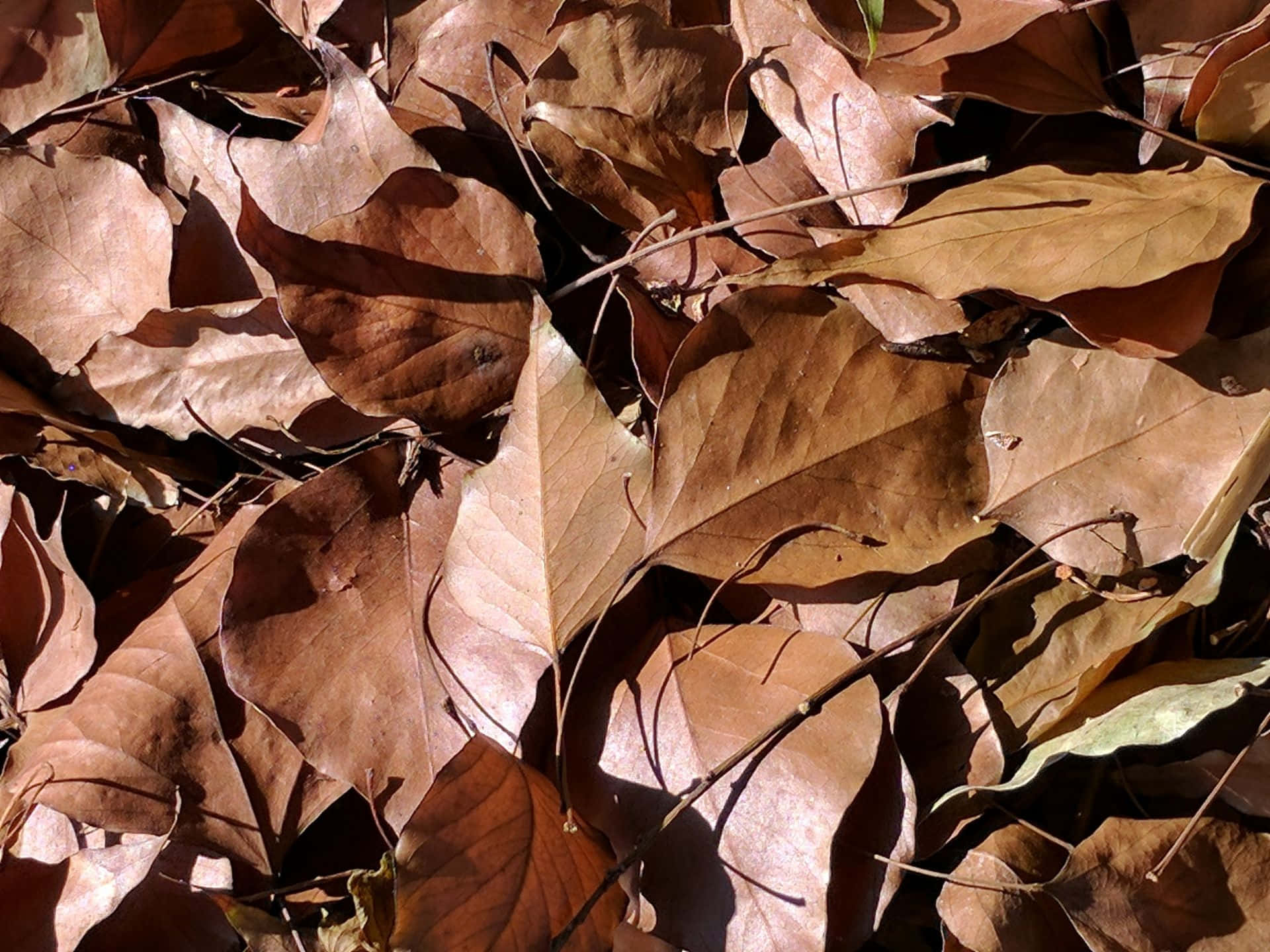 Autumn Beauty: Close-up of Dry Brown Leaves Wallpaper