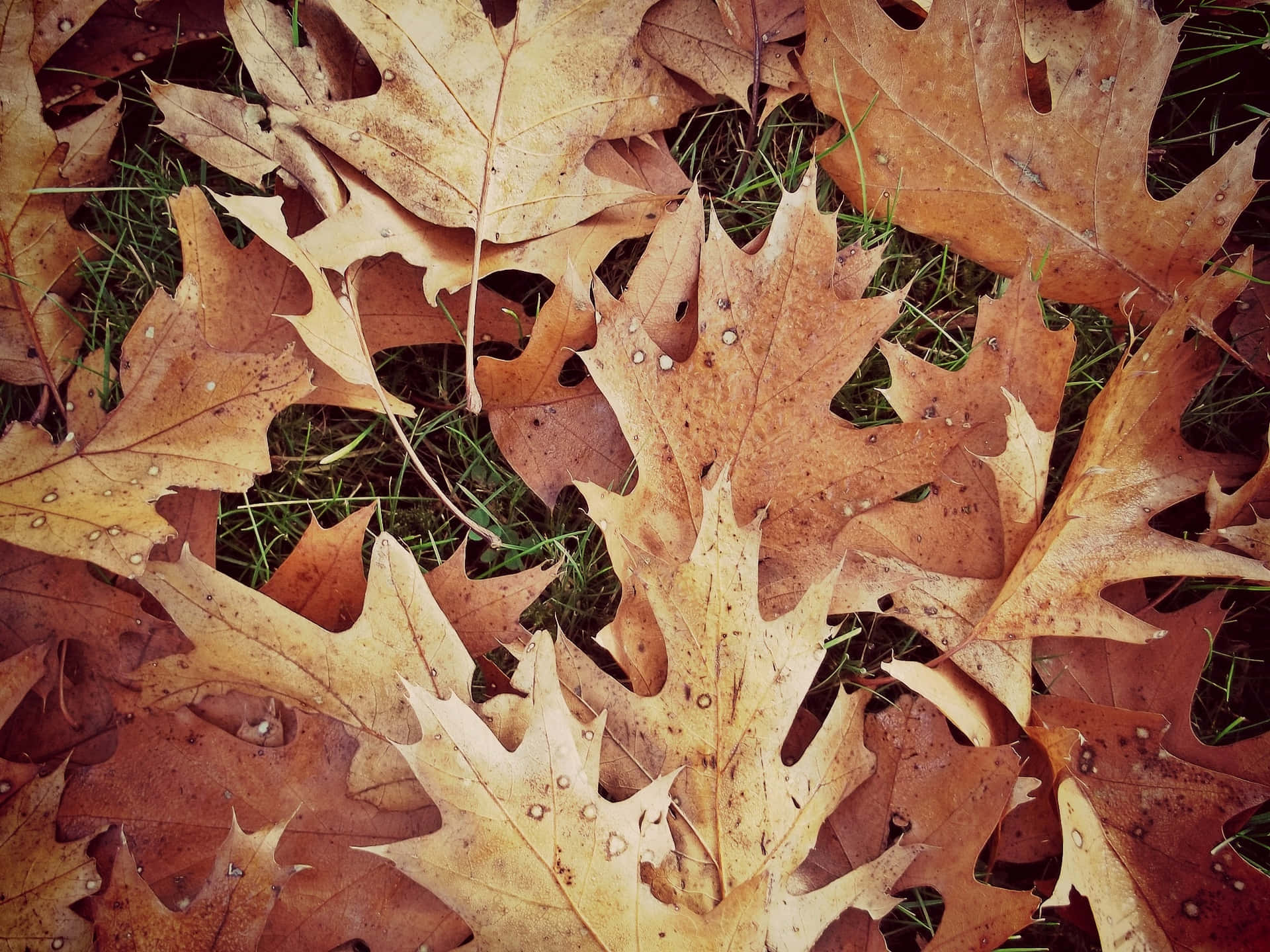 Tranquil Autumn Leaves Fall Scene Wallpaper