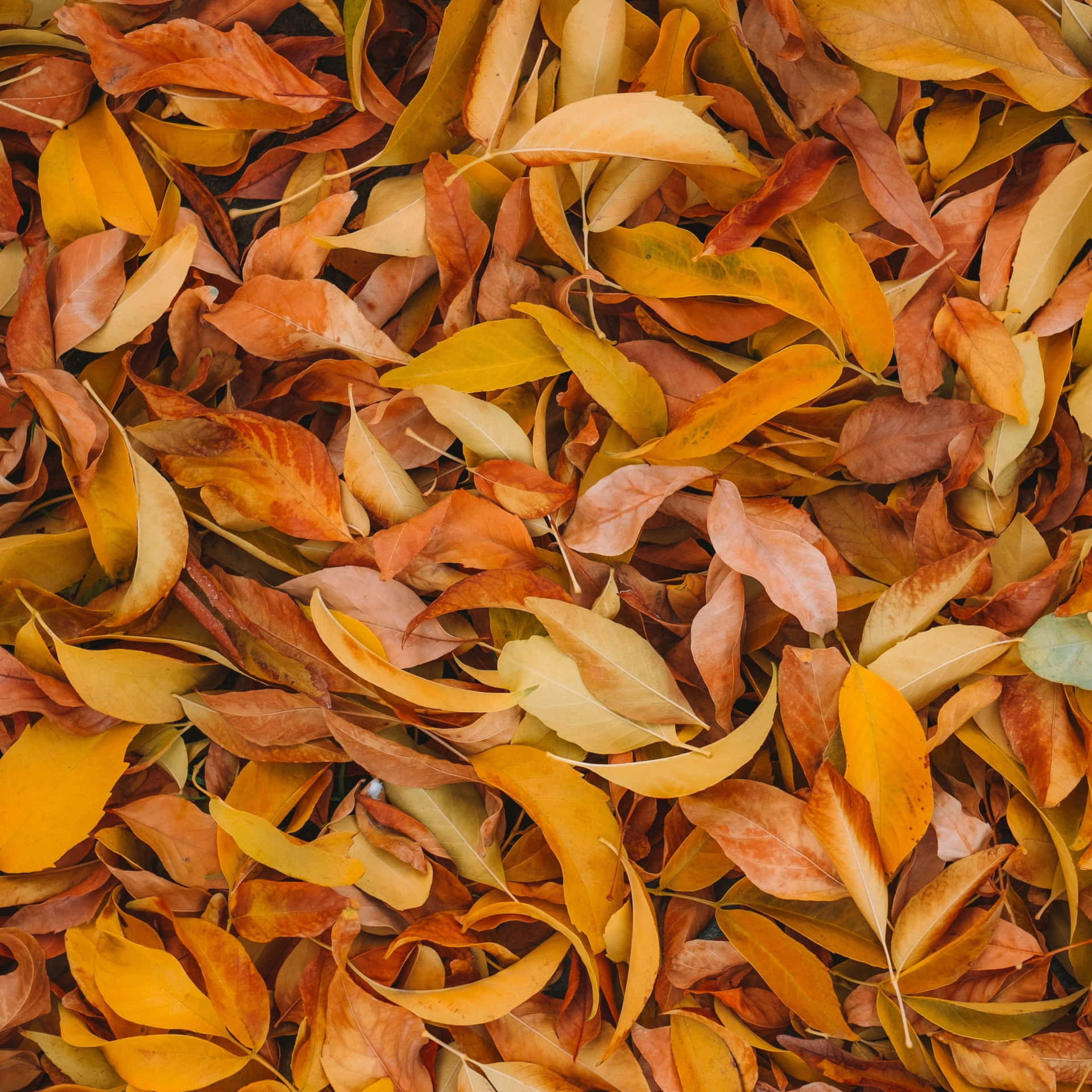 Caption: Autumn Memories with Brown Leaves Wallpaper