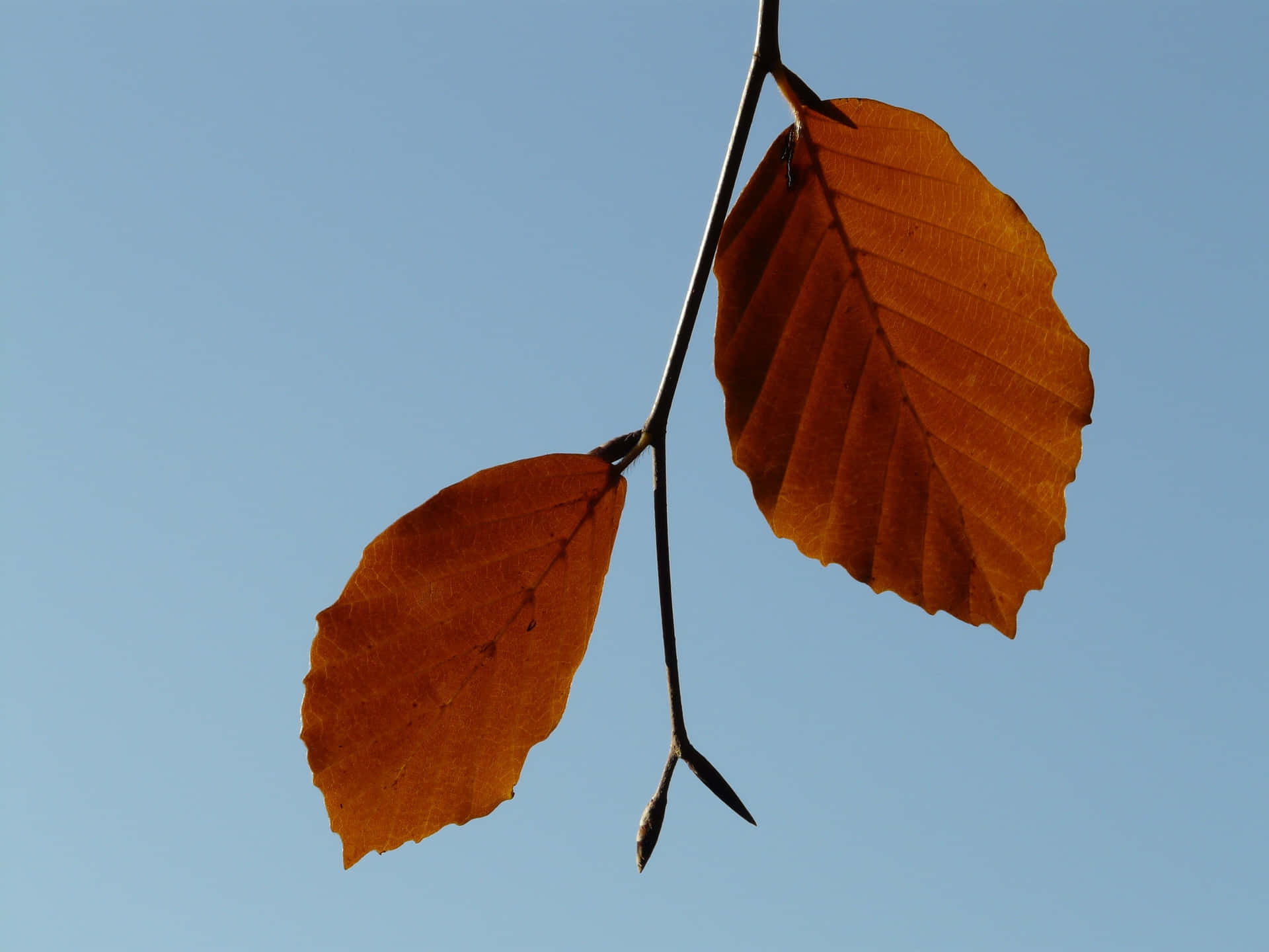 Close-up of Stunning Brown Leaves Wallpaper