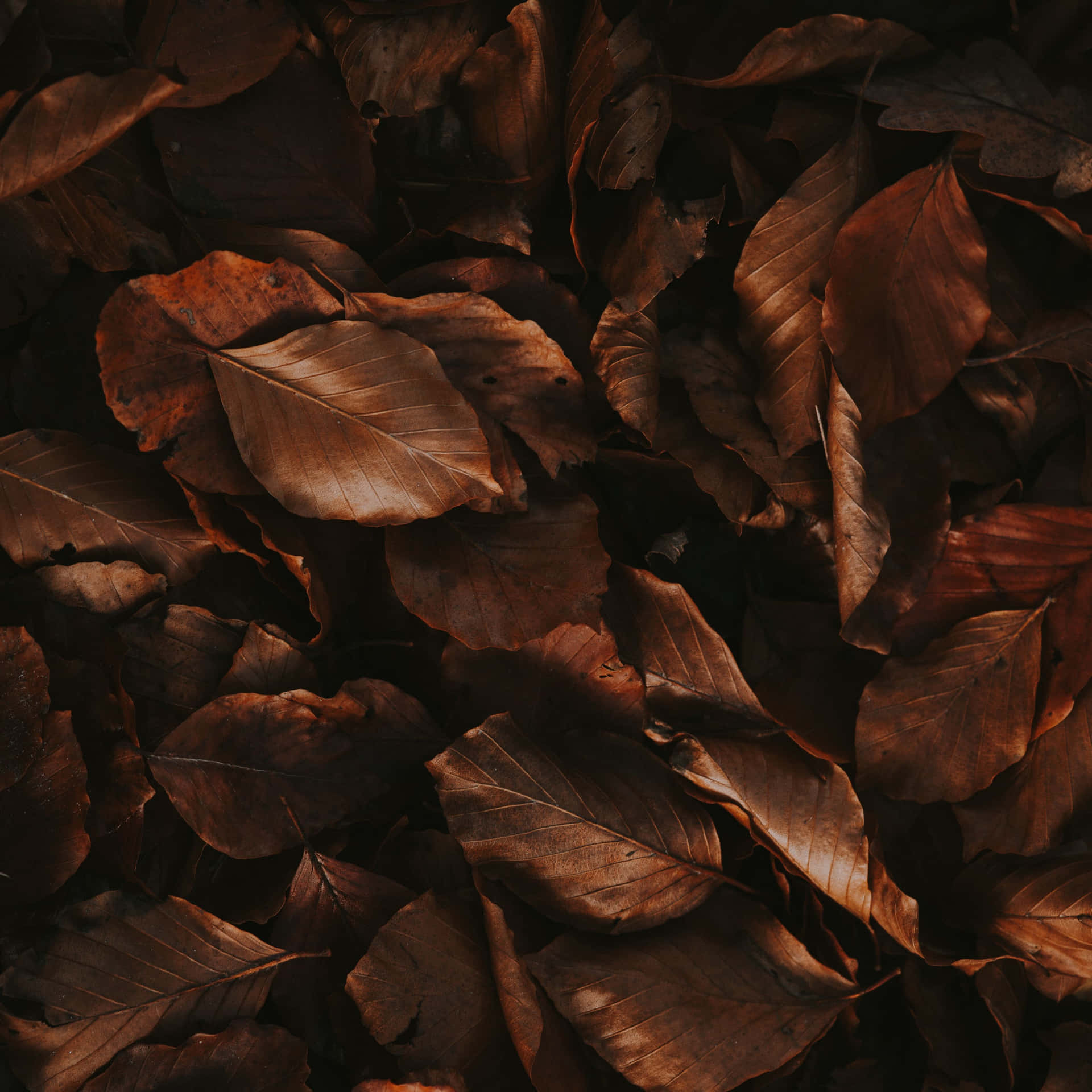 Beautiful Brown Leaves Wallpaper