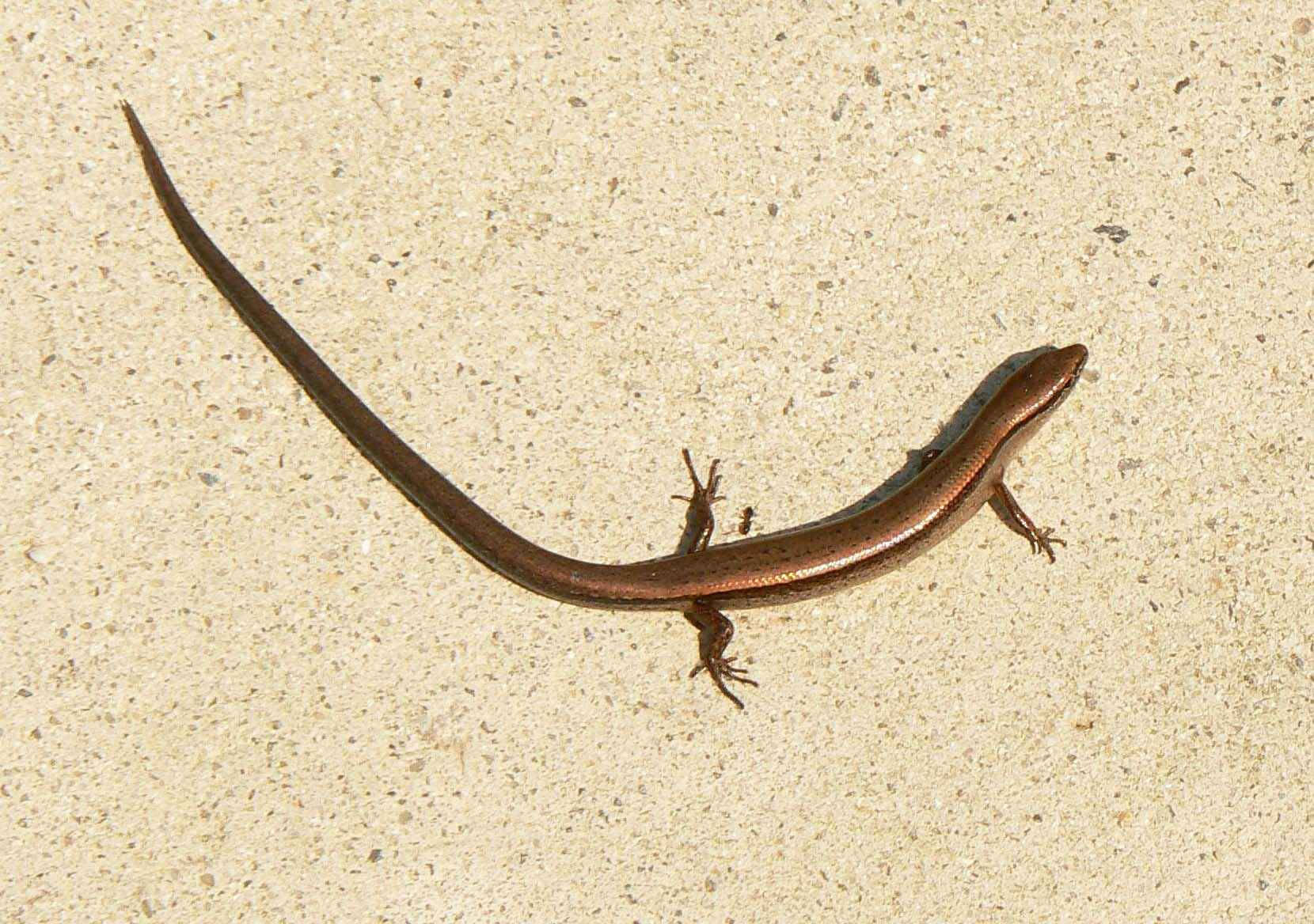 Brown Little Ground Skink Lizard Wallpaper