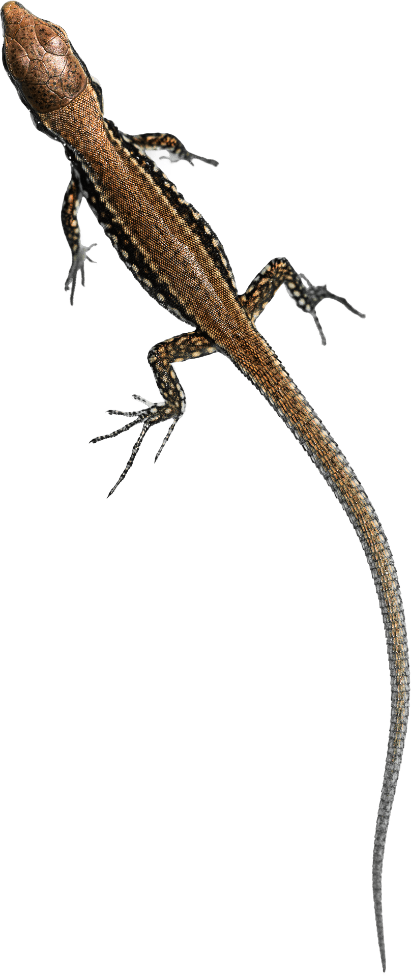 Brown Lizard Profile PNG