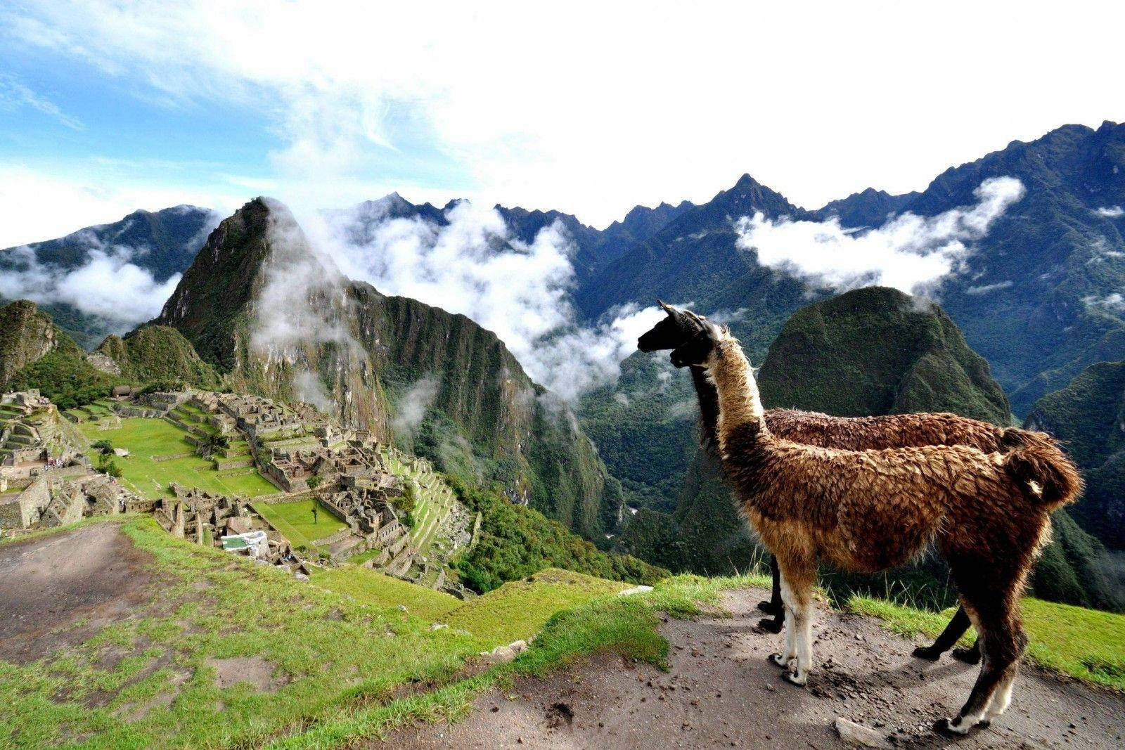 Braunelamas In Machu Picchu, Peru. Wallpaper