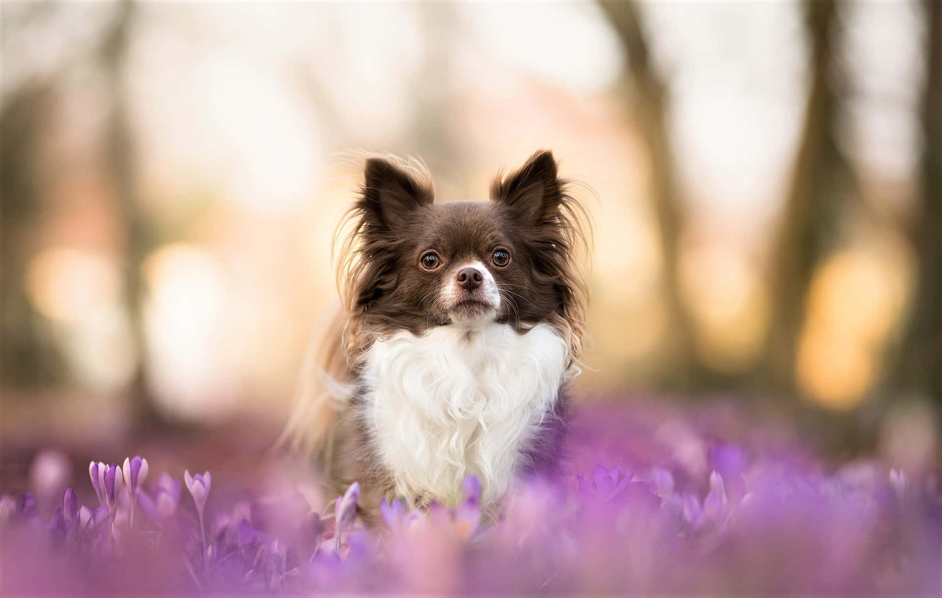 Brun lang-håret Chihuahua hund lavendelhave Wallpaper