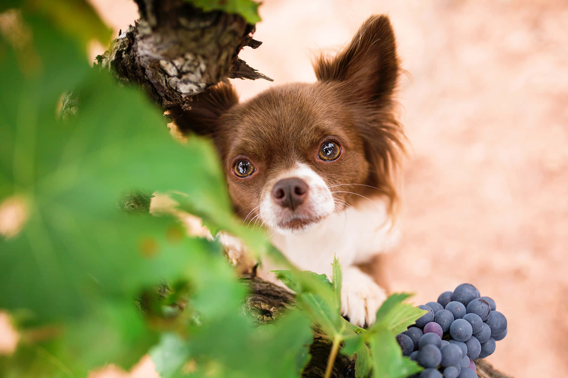 Braunerchihuahua Hund Mit Langem Haar Und Weintrauben. Wallpaper