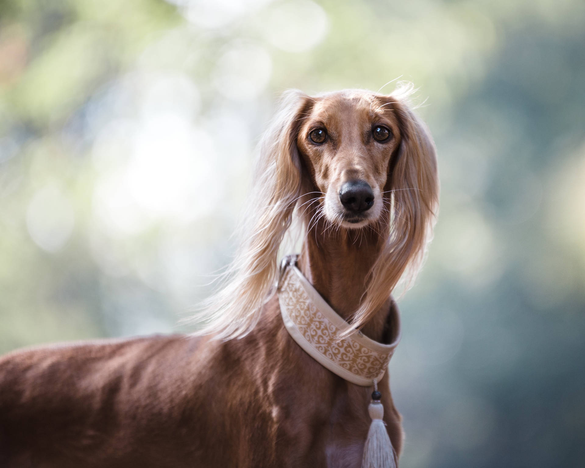 Brown Long Haired Greyhound Wallpaper
