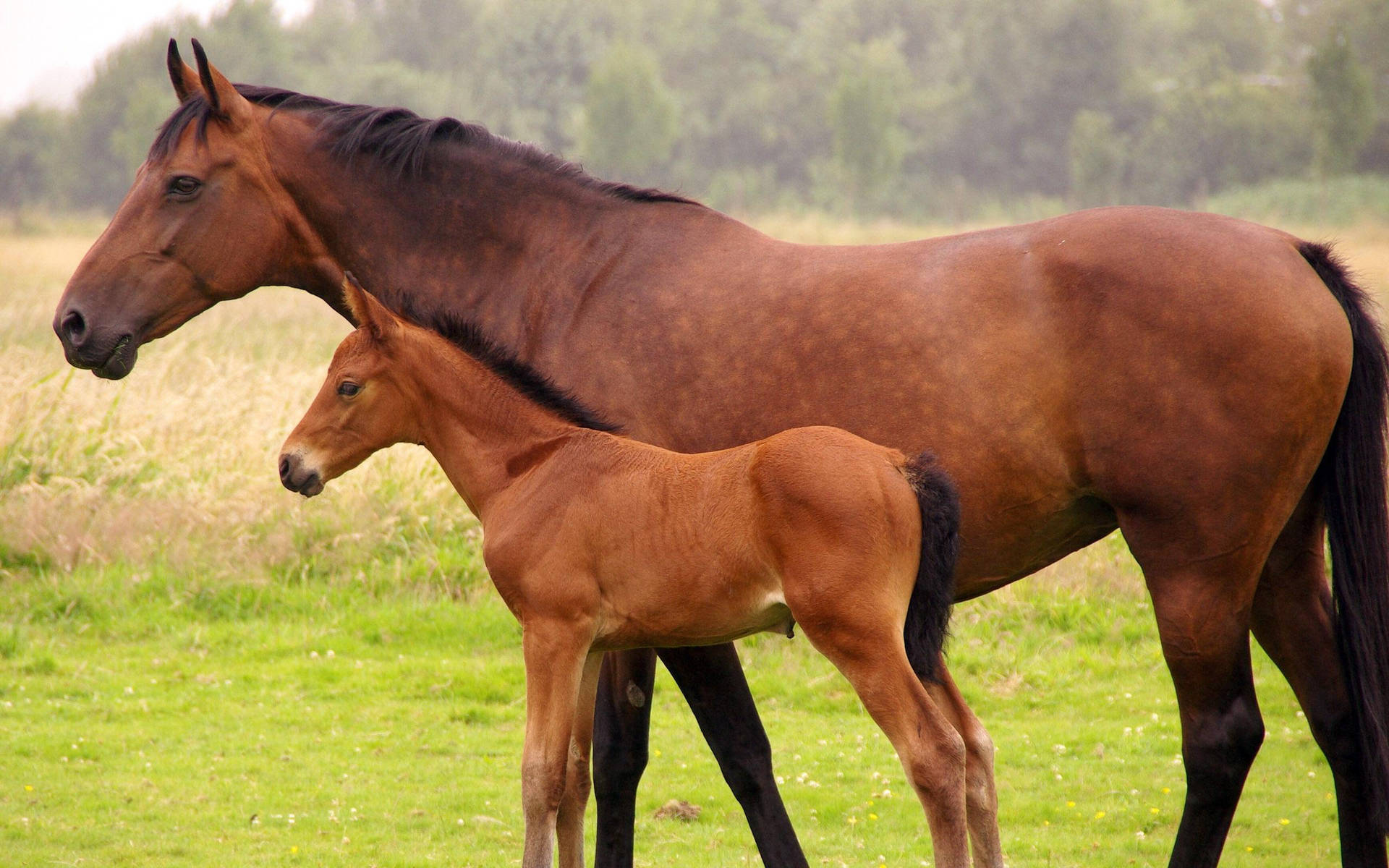 Brown Mare And Baby Foal Side Angle Wallpaper